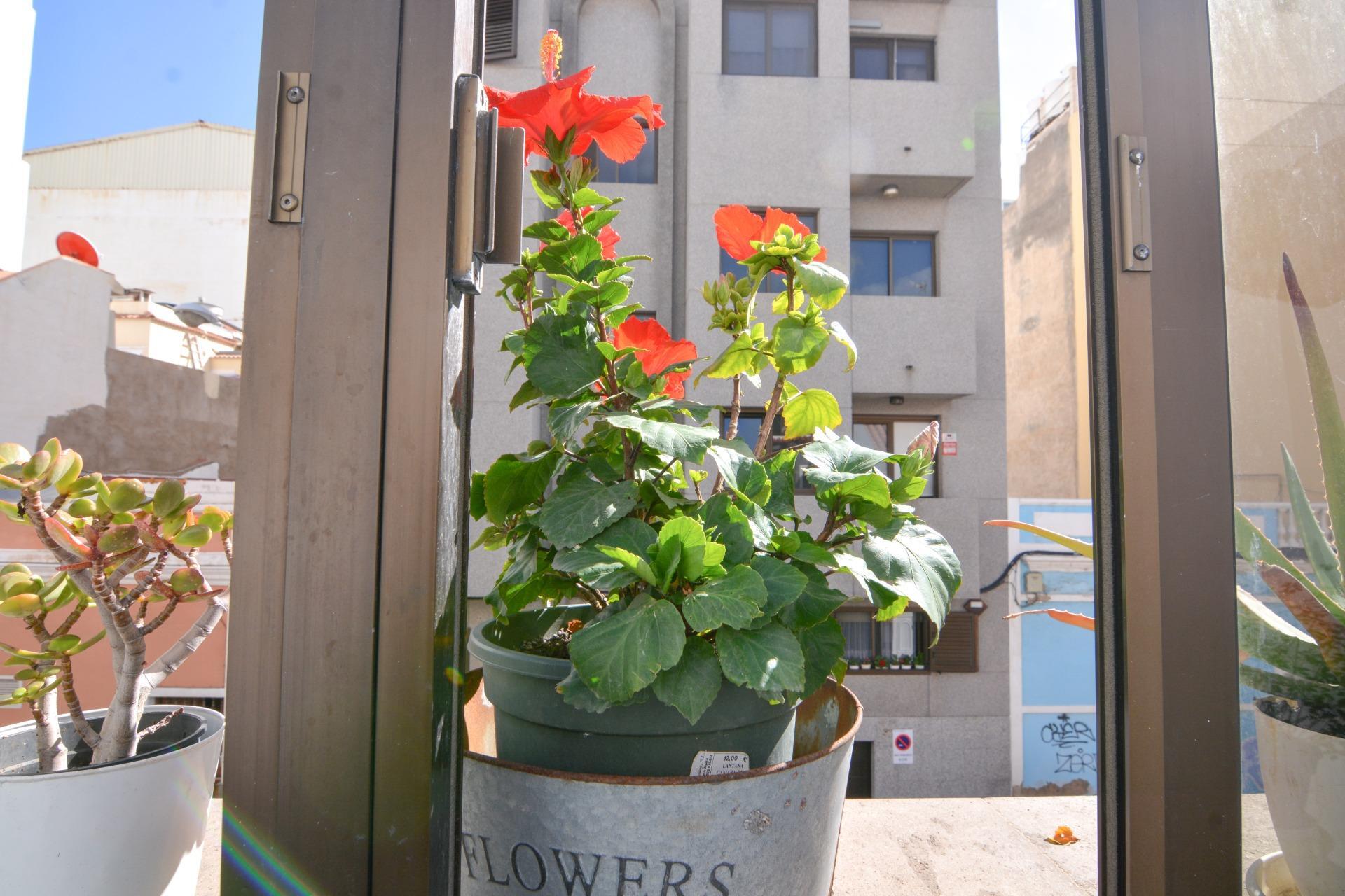 Casas o chalets-Venta-Las Palmas de Gran Canaria-2009455-Foto-14