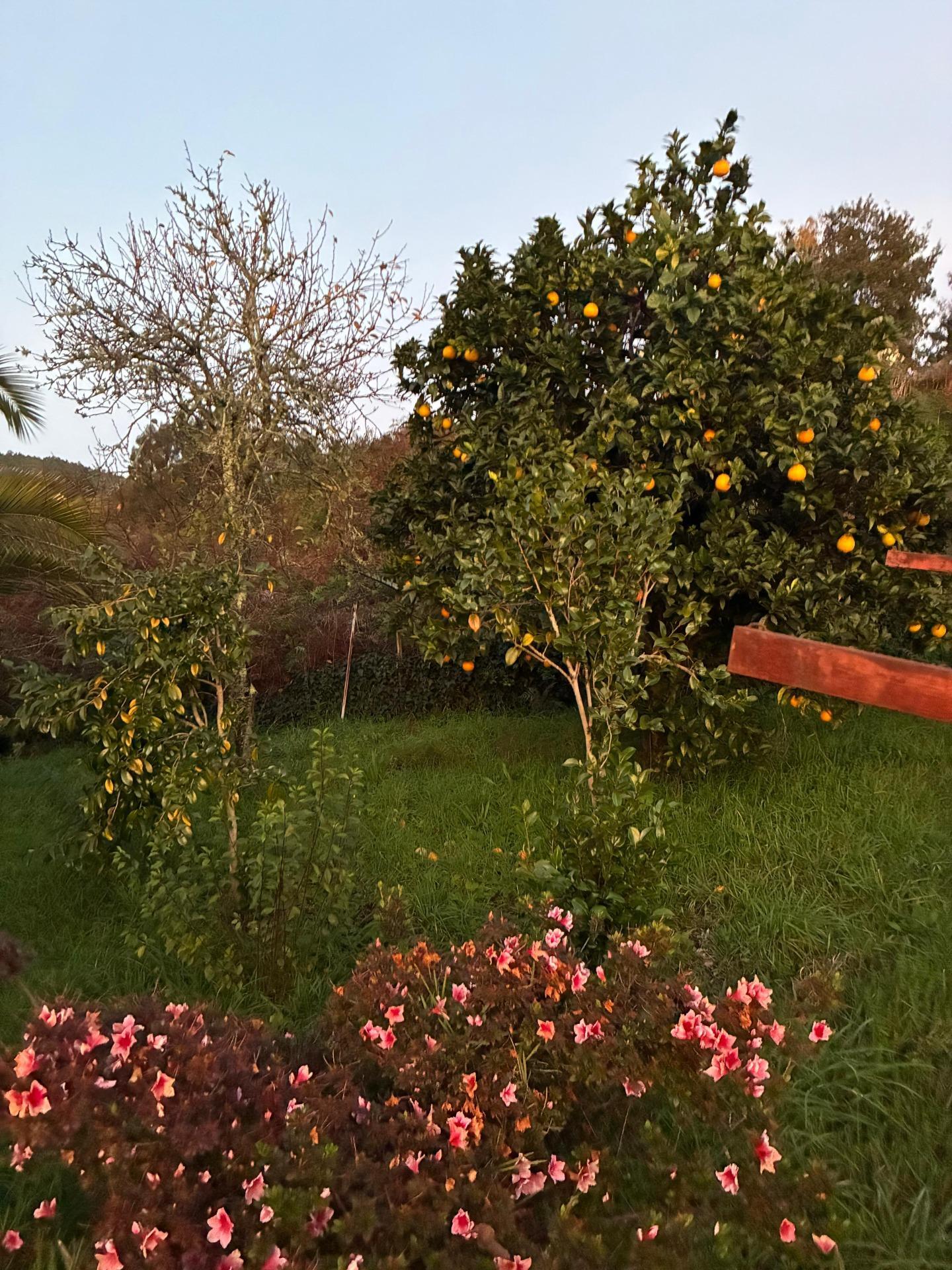 Casas o chalets-Venta-Covelo-2009497-Foto-5