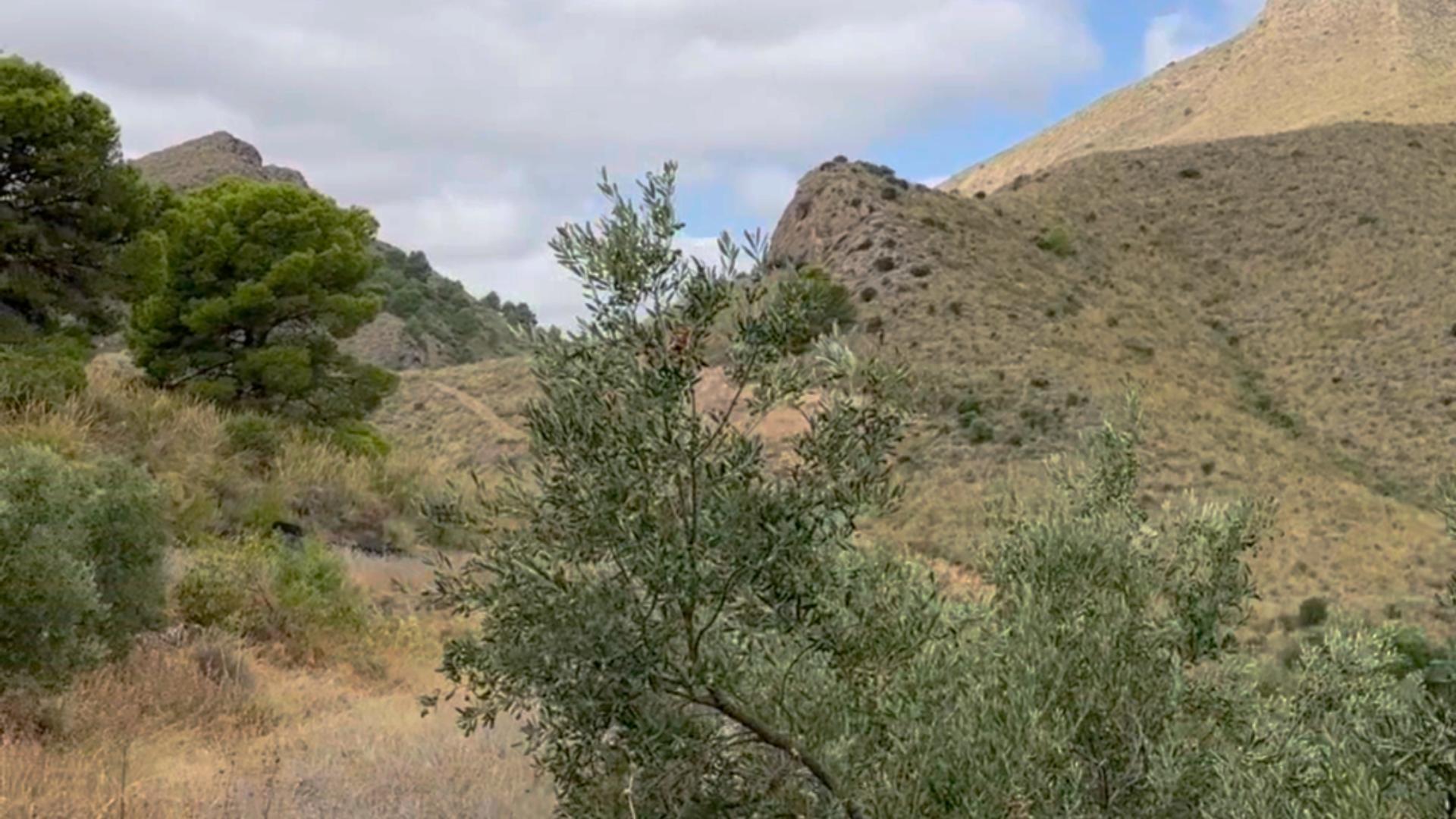 Fincas y solares-Venta-Lorca-1884319-Foto-23