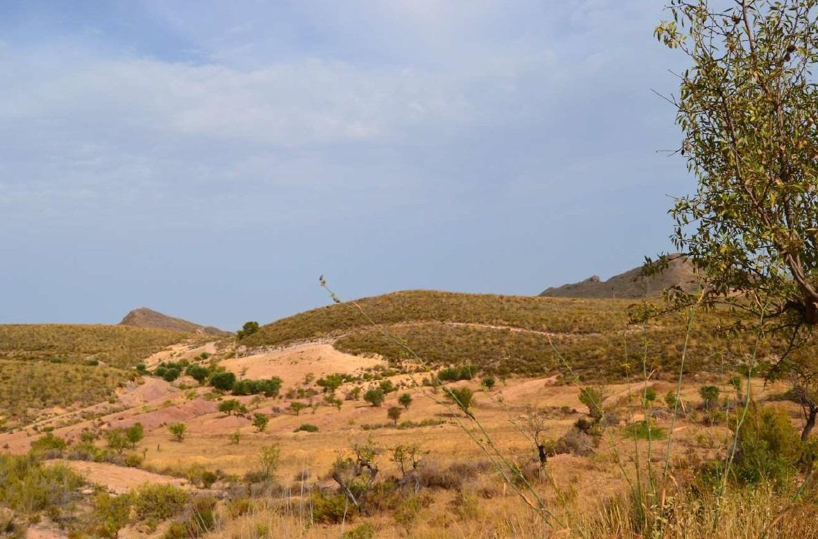 Fincas y solares-Venta-Lorca-1884319-Foto-61