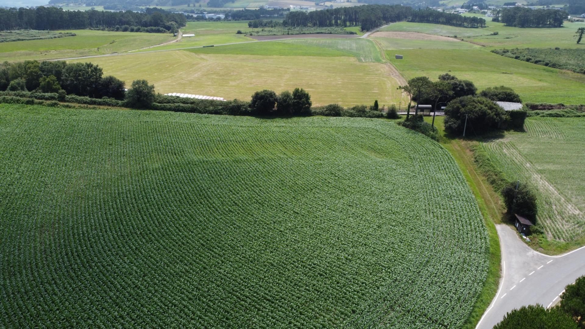 Fincas y solares-Venta-CoaÃ±a-1766687-Foto-13