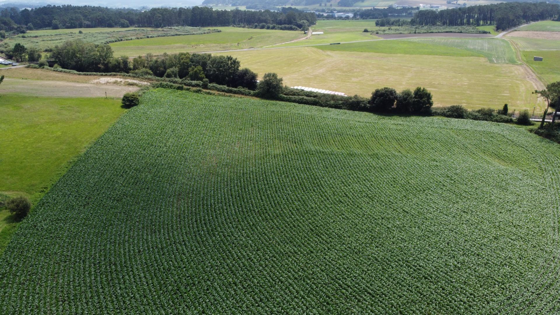 Fincas y solares-Venta-CoaÃ±a-1766687-Foto-12