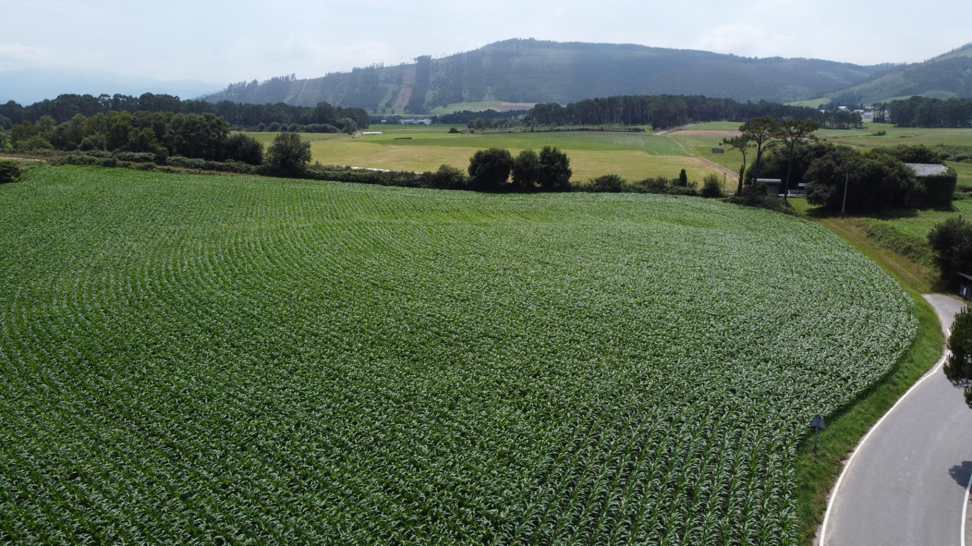 Fincas y solares-Venta-CoaÃ±a-1766687-Foto-17