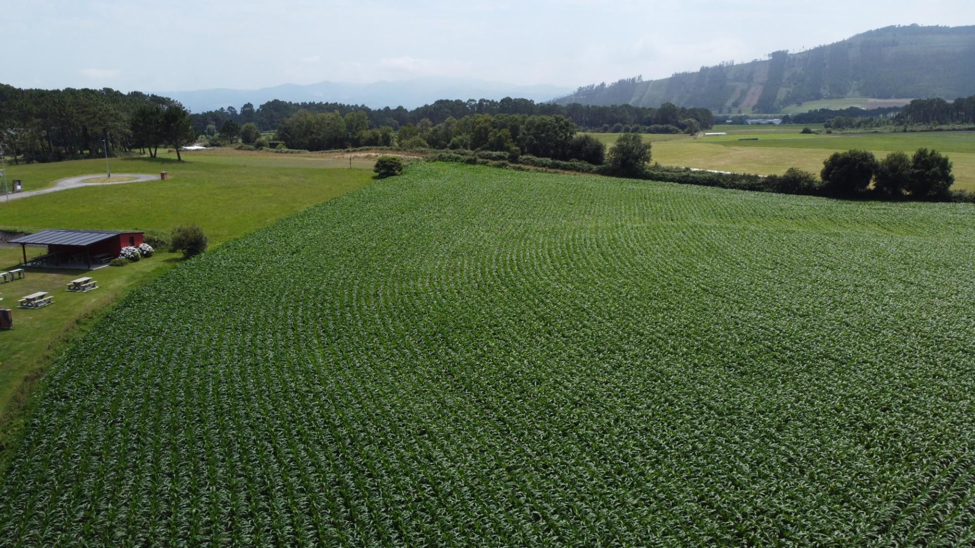 Fincas y solares-Venta-CoaÃ±a-1766687-Foto-16