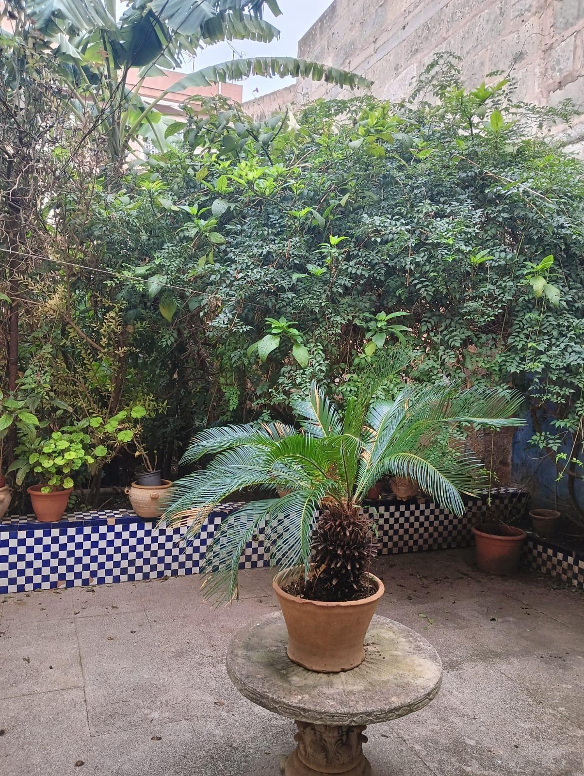 Casas o chalets-Venta-Manacor-2010206-Foto-13