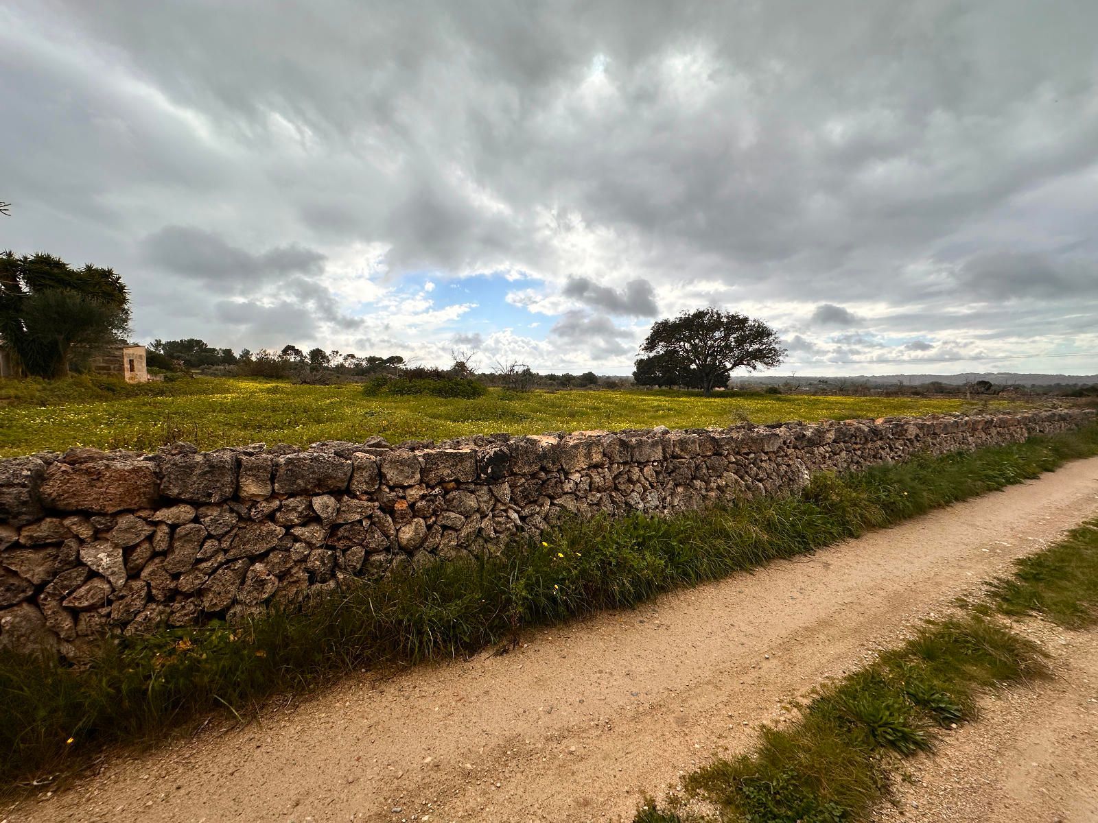 Fincas y solares-Venta-Sineu-1659776