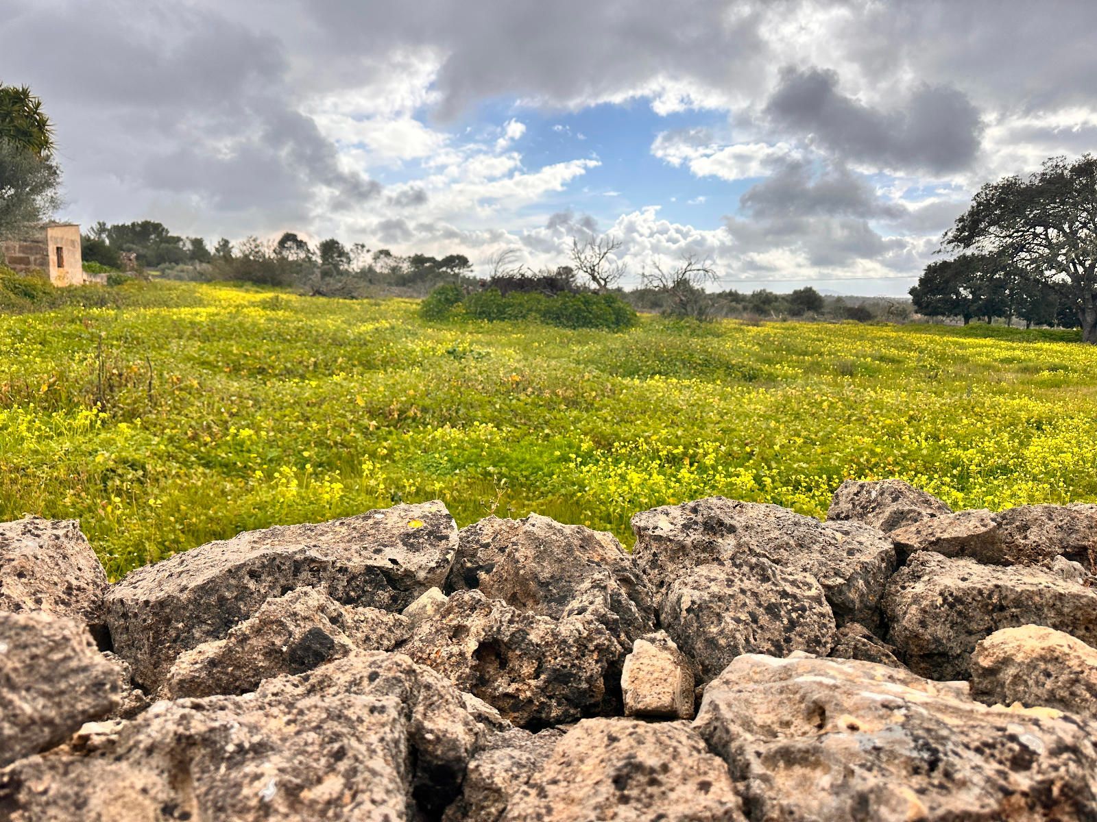 Fincas y solares-Venta-Sineu-1659776-Foto-6