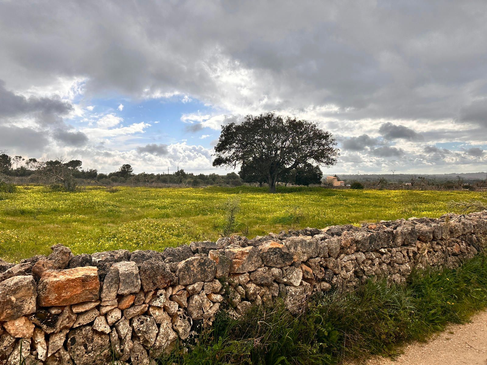 Fincas y solares-Venta-Sineu-1659776-Foto-10