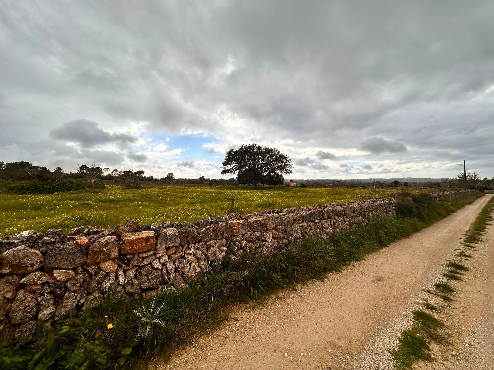 Fincas y solares-Venta-Sineu-1659776-Foto-9