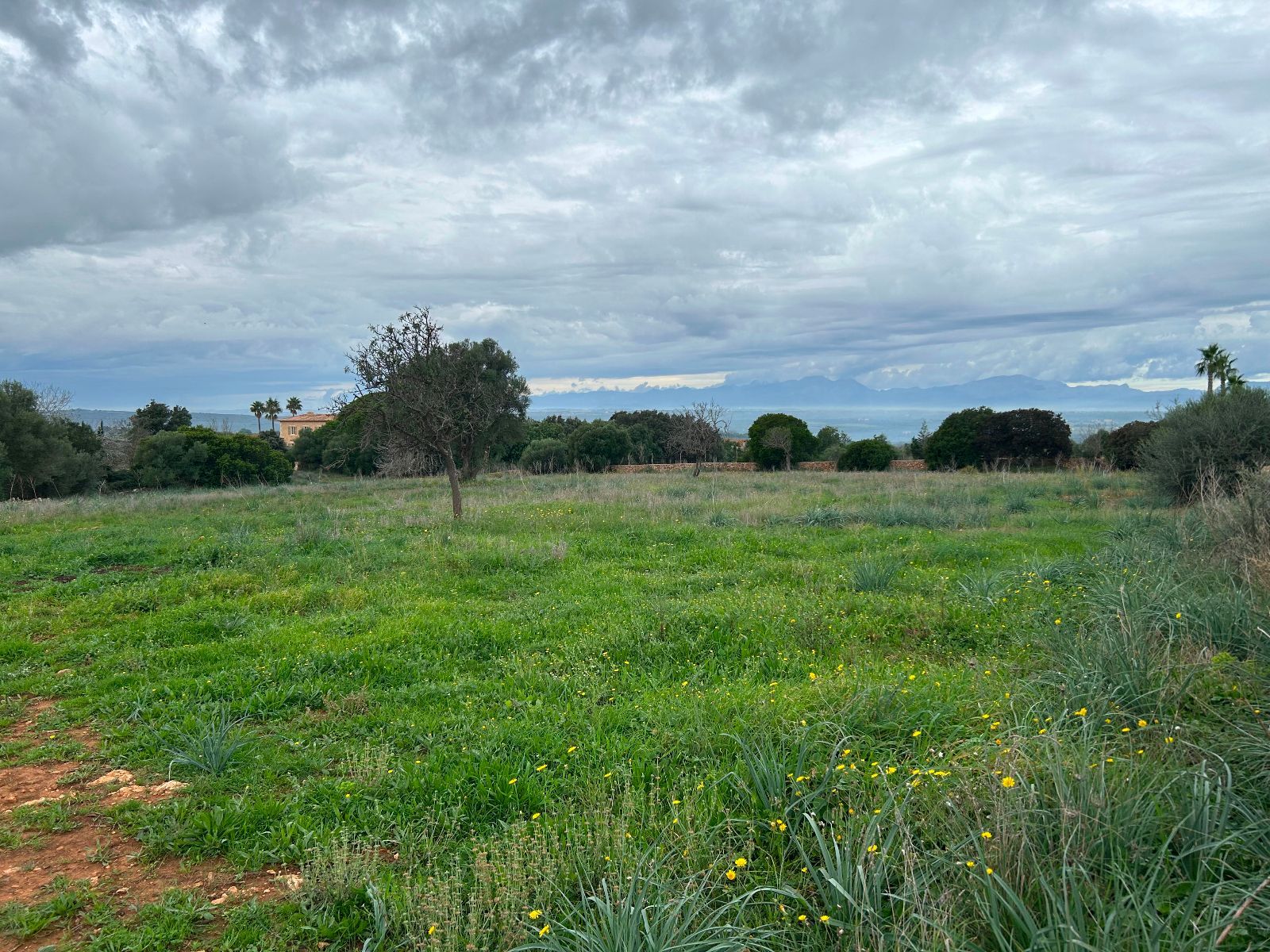 Pisos-Venta-Petra-1977666-Foto-4