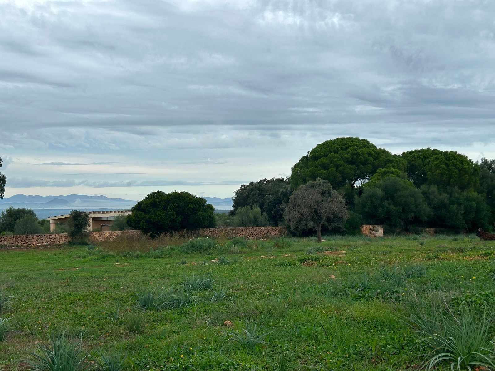 Pisos-Venta-Petra-1977666-Foto-19