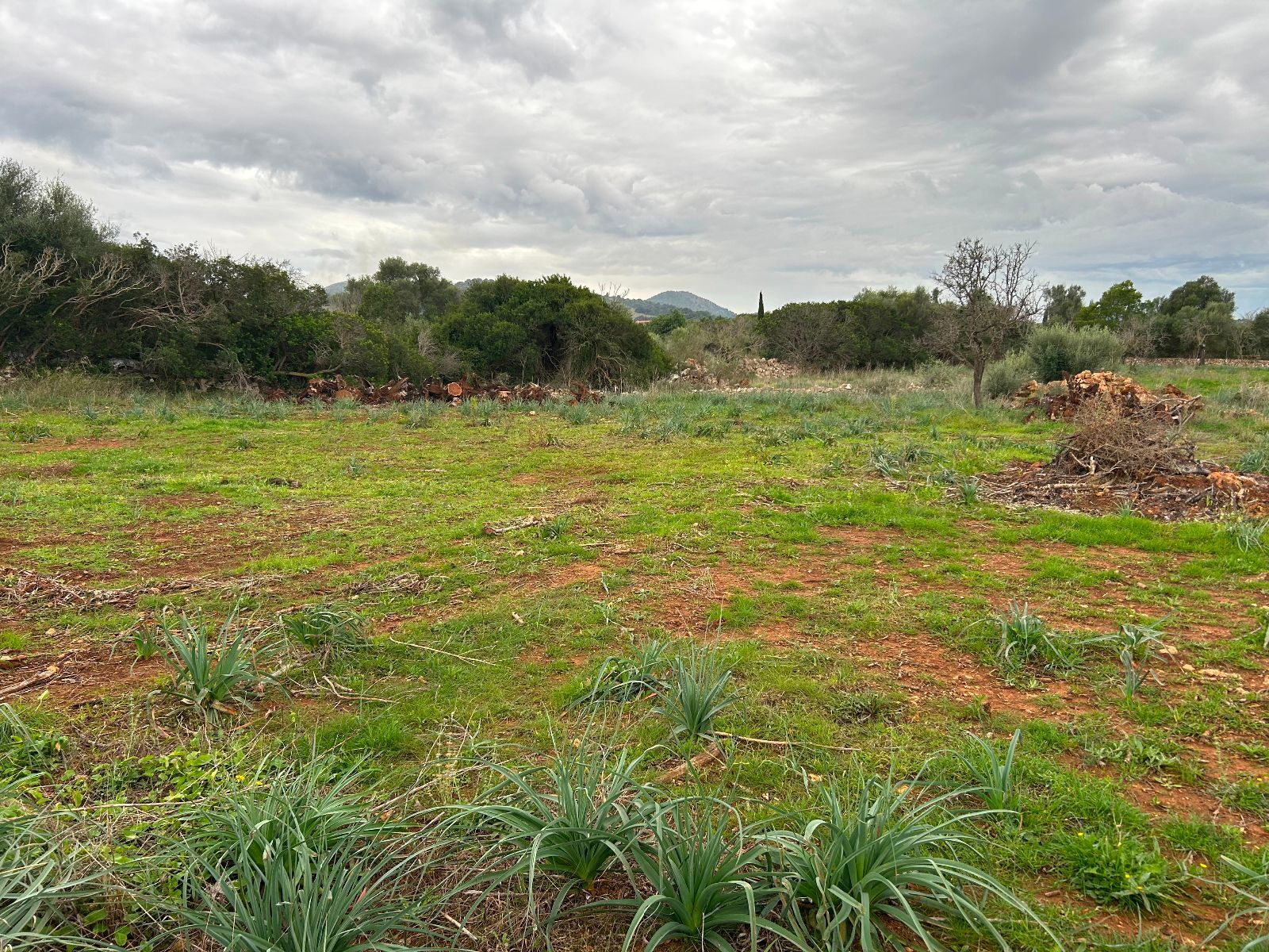 Pisos-Venta-Petra-1977666-Foto-22