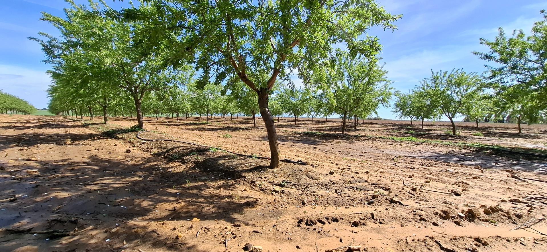 Fincas y solares-Venta-Utrera-1680570-Foto-8