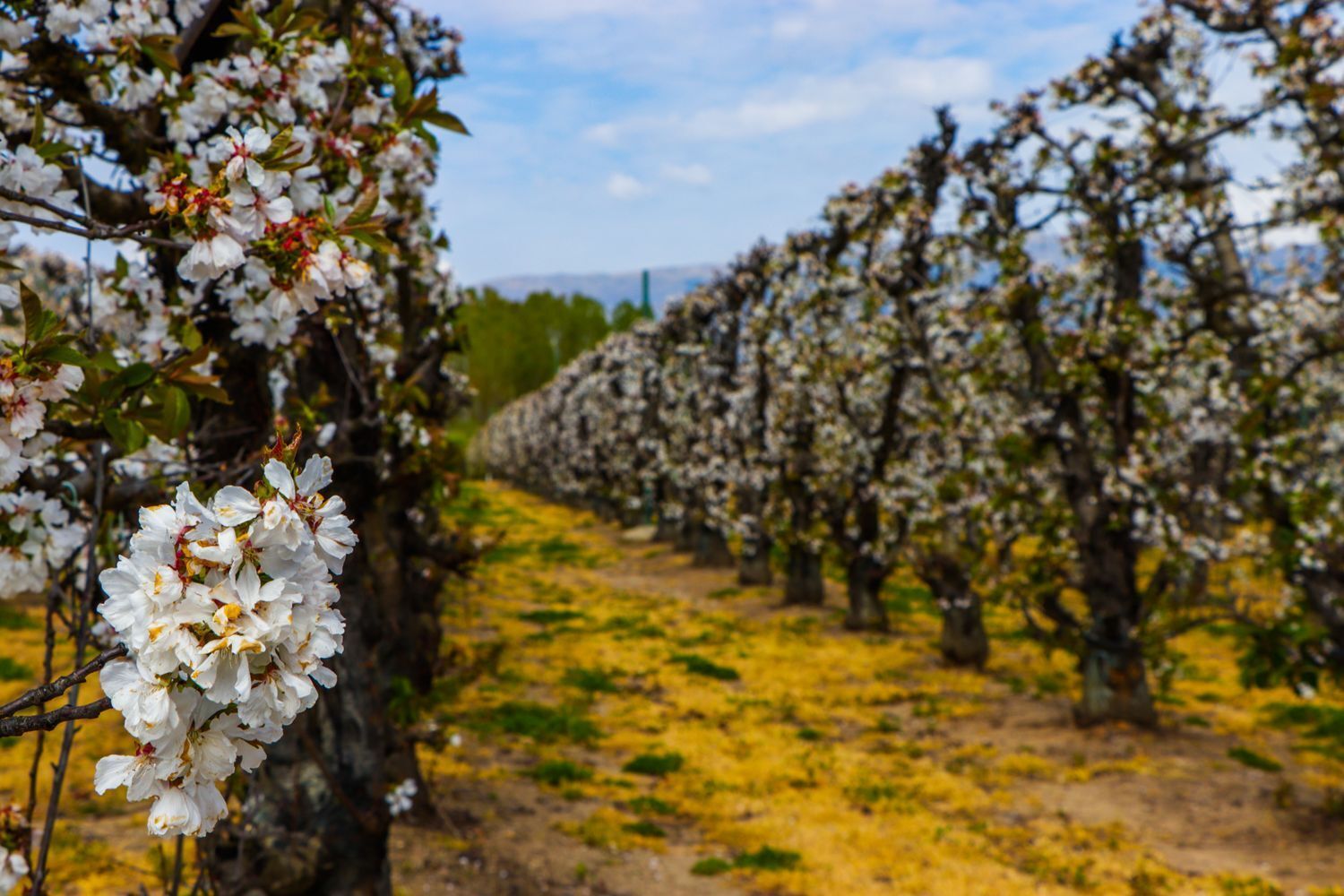 Industrial en venta  calle Santiago, Jarandilla de la Vera  14/42