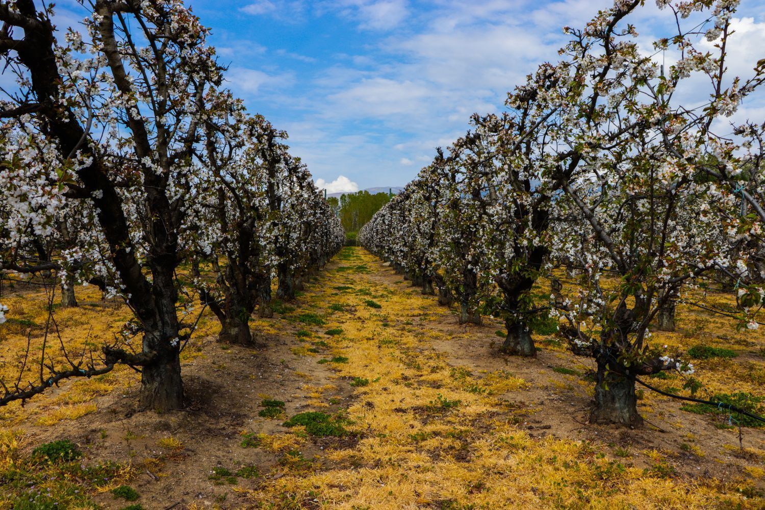 Industrial en venta  calle Santiago, Jarandilla de la Vera  33/42