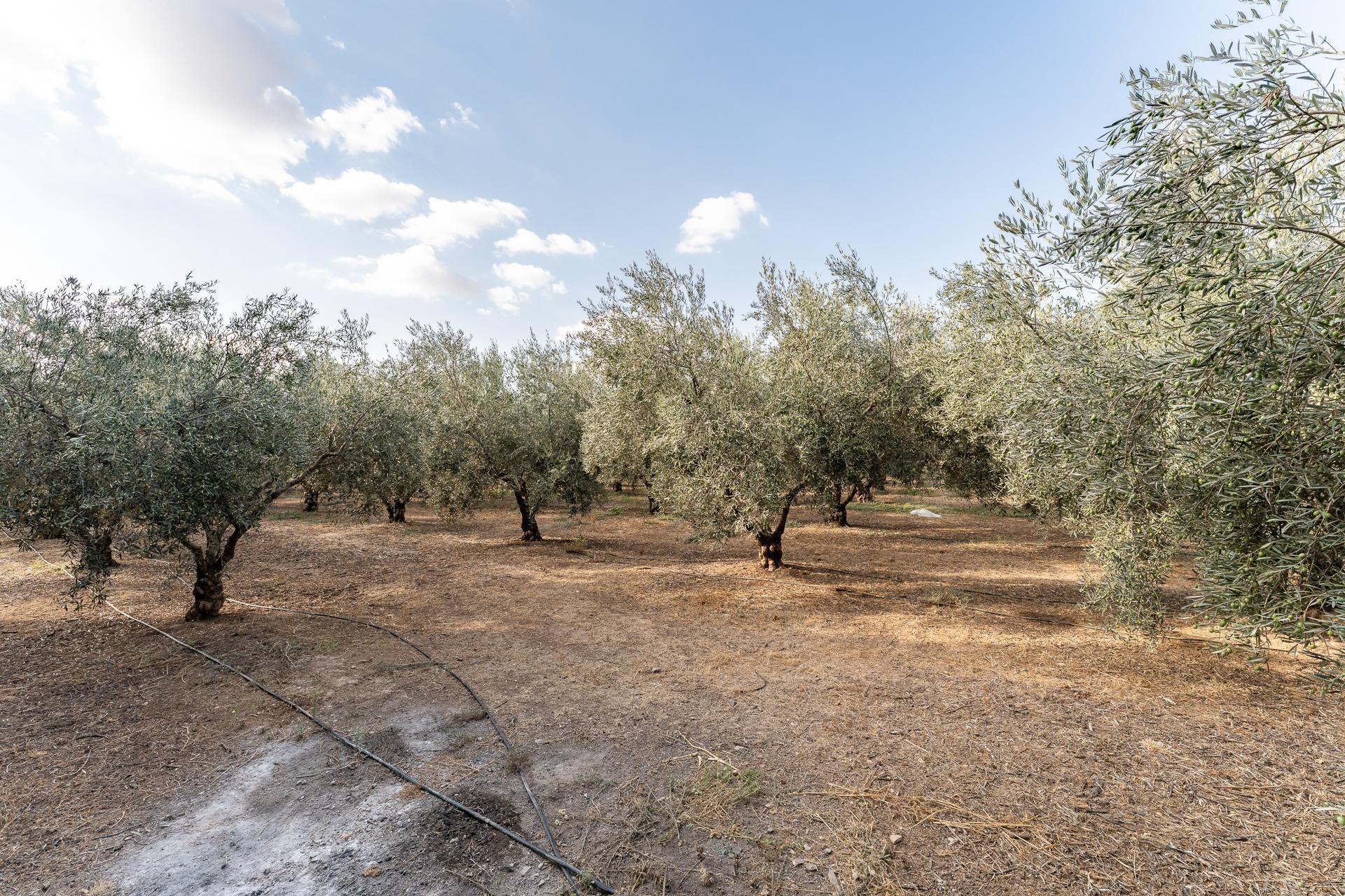 Casas o chalets-Venta-Antequera-1968963-Foto-60