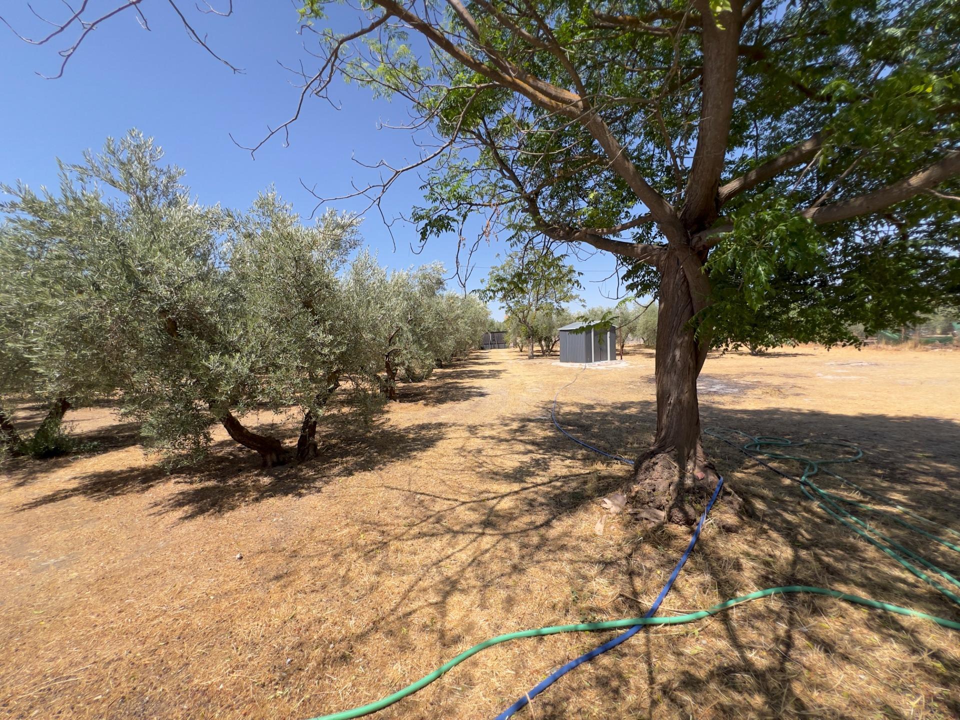 Casas o chalets-Venta-Moraleda de Zafayona-1768757-Foto-57