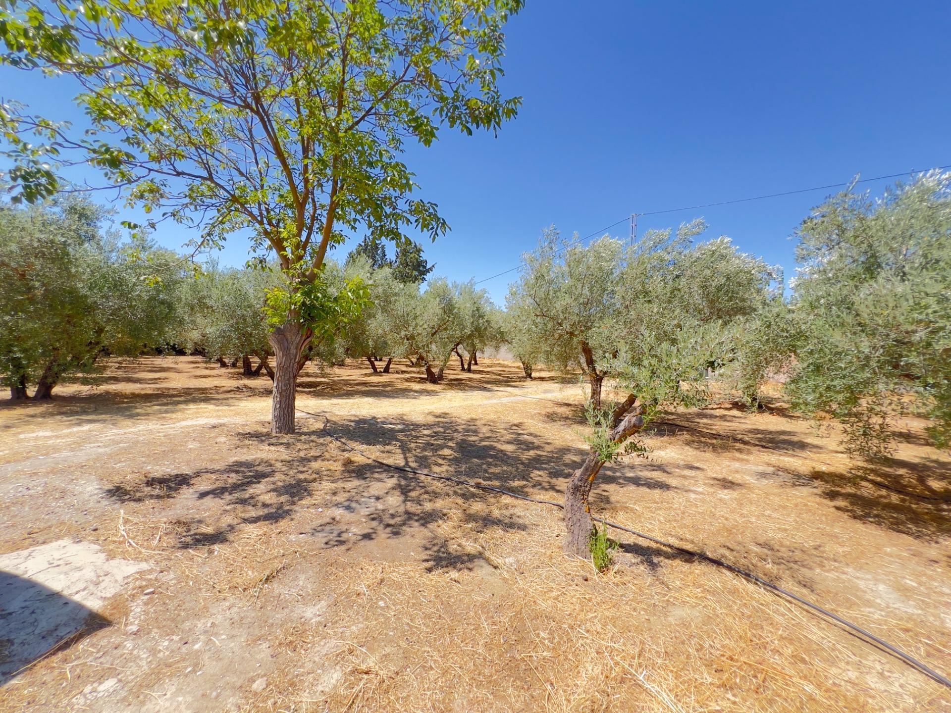 Casas o chalets-Venta-Moraleda de Zafayona-1768757-Foto-58