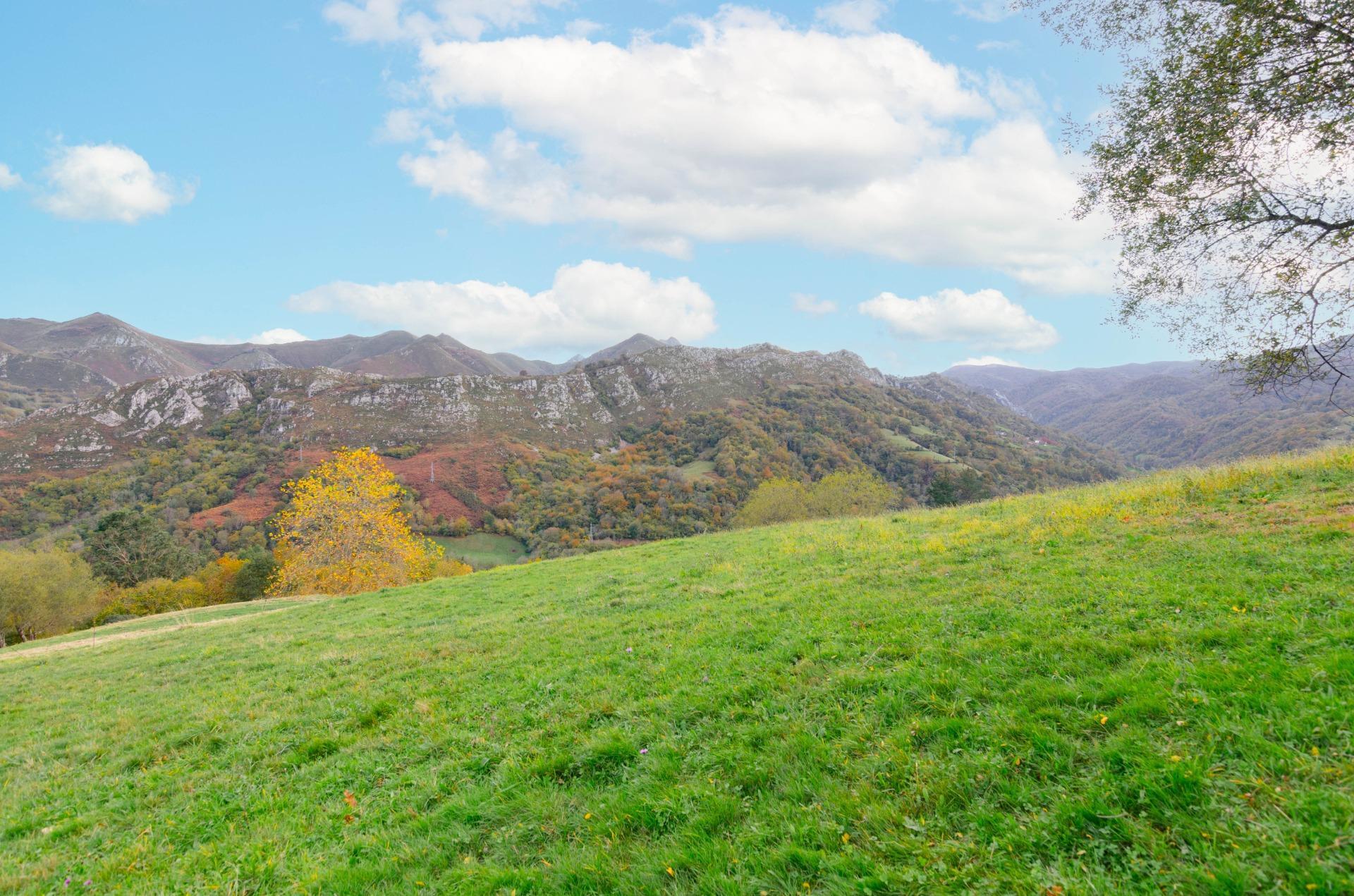 Casas o chalets-Venta-PiloÃ±a-1993598-Foto-41