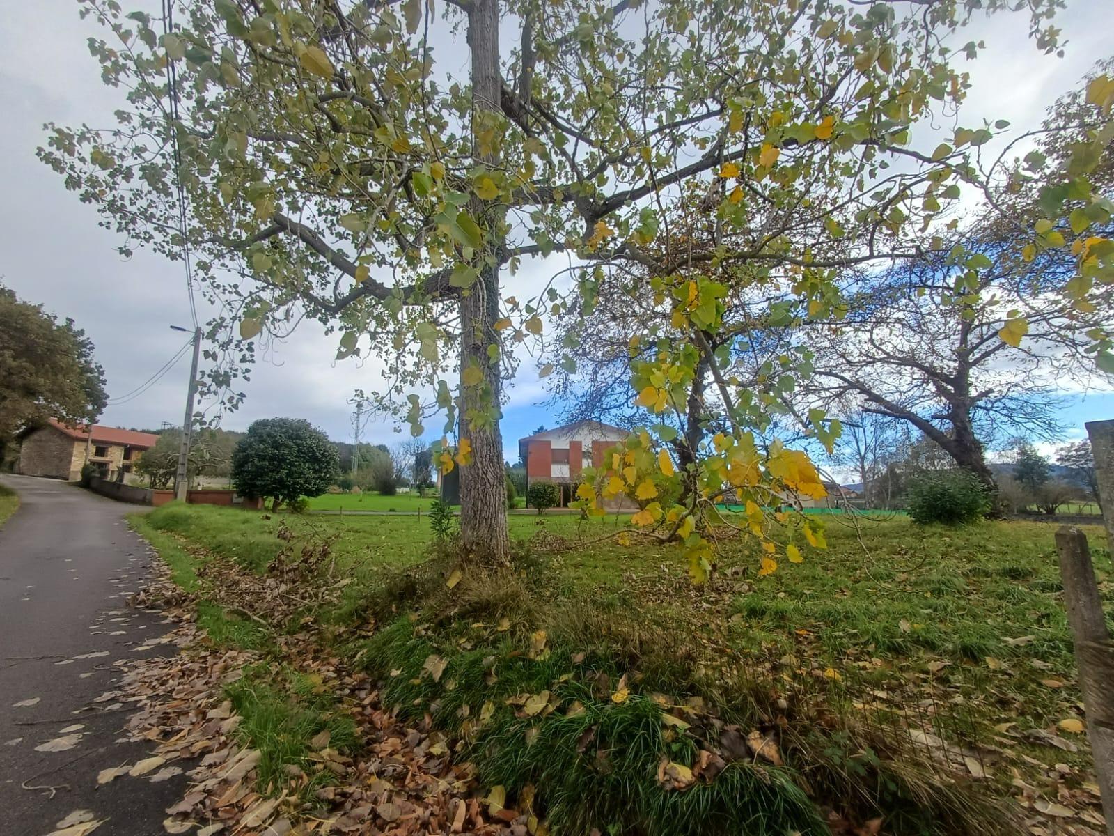 Fincas y solares-Venta-Villaviciosa-2019521-Foto-4