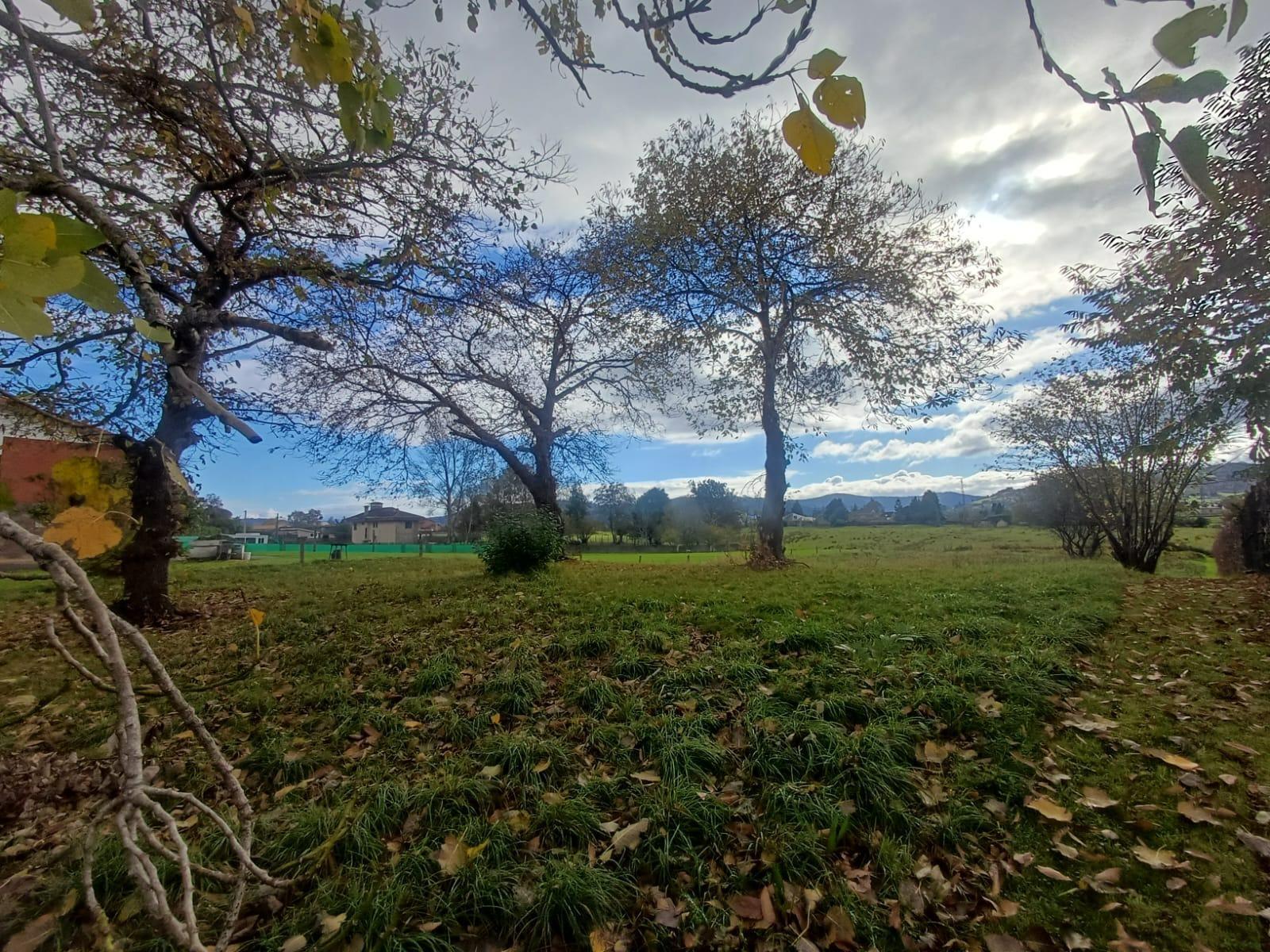 Fincas y solares-Venta-Villaviciosa-2019521-Foto-7