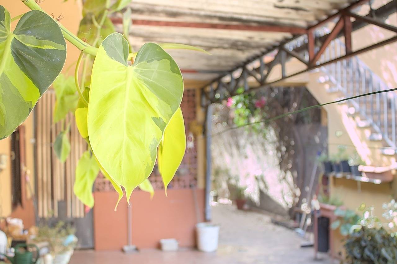 Casas o chalets-Venta-Teror-1993993-Foto-89