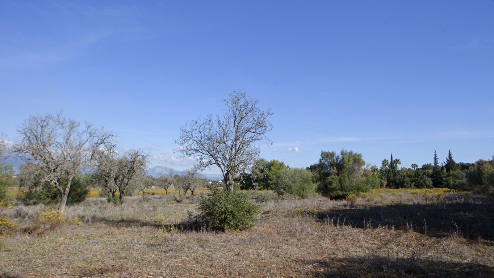 Fincas y solares-Venta-Sencelles-1866469-Foto-6