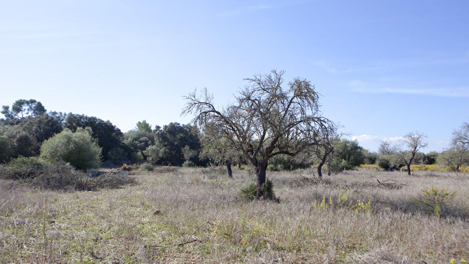 Fincas y solares-Venta-Sencelles-1866469-Foto-8