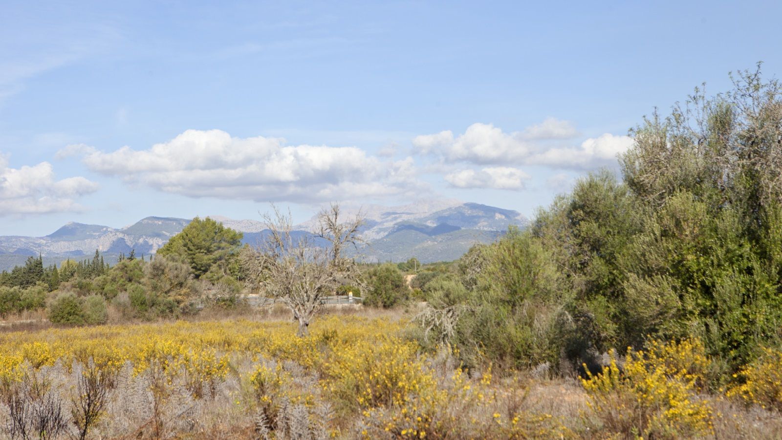 Fincas y solares-Venta-Sencelles-1866469-Foto-7