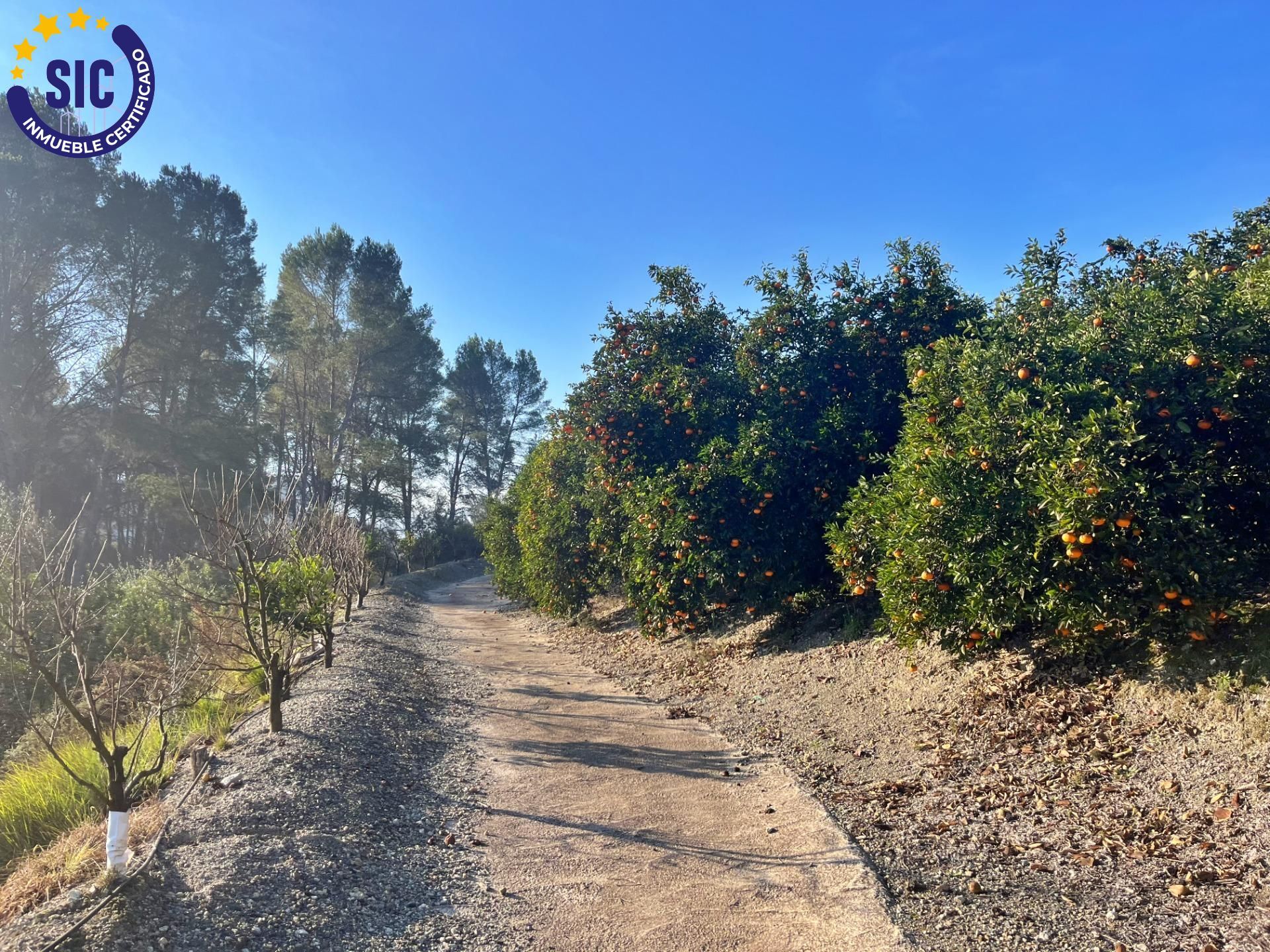 ¡Bienvenido al paraíso rural en Barxeta, Valencia! Parcela Rústica en Venta