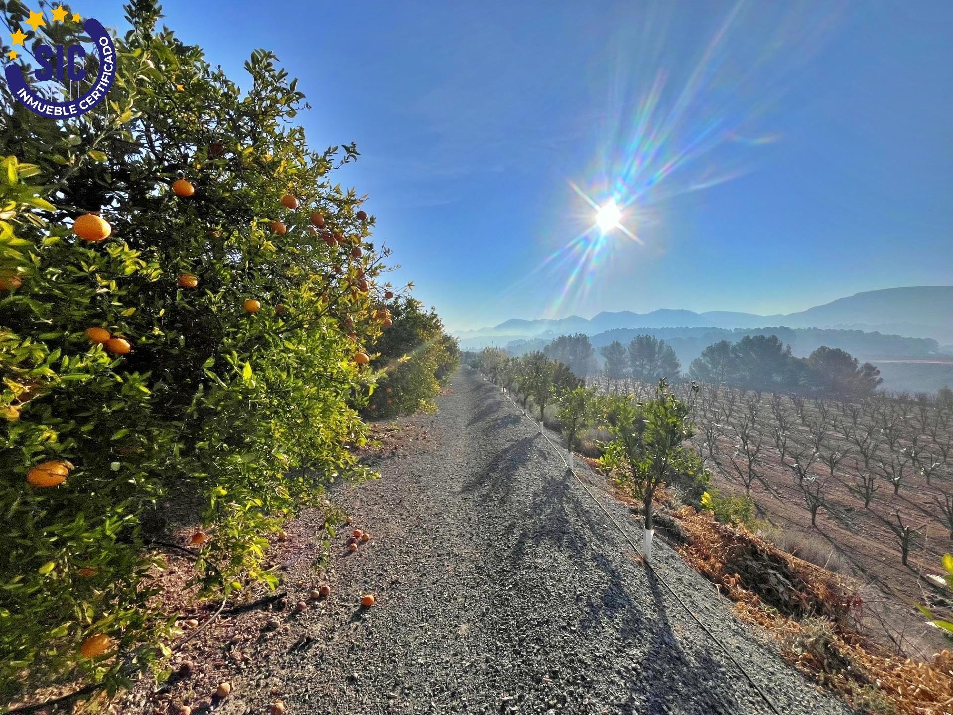 ¡Bienvenido al paraíso rural en Barxeta, Valencia! Parcela Rústica en Venta
