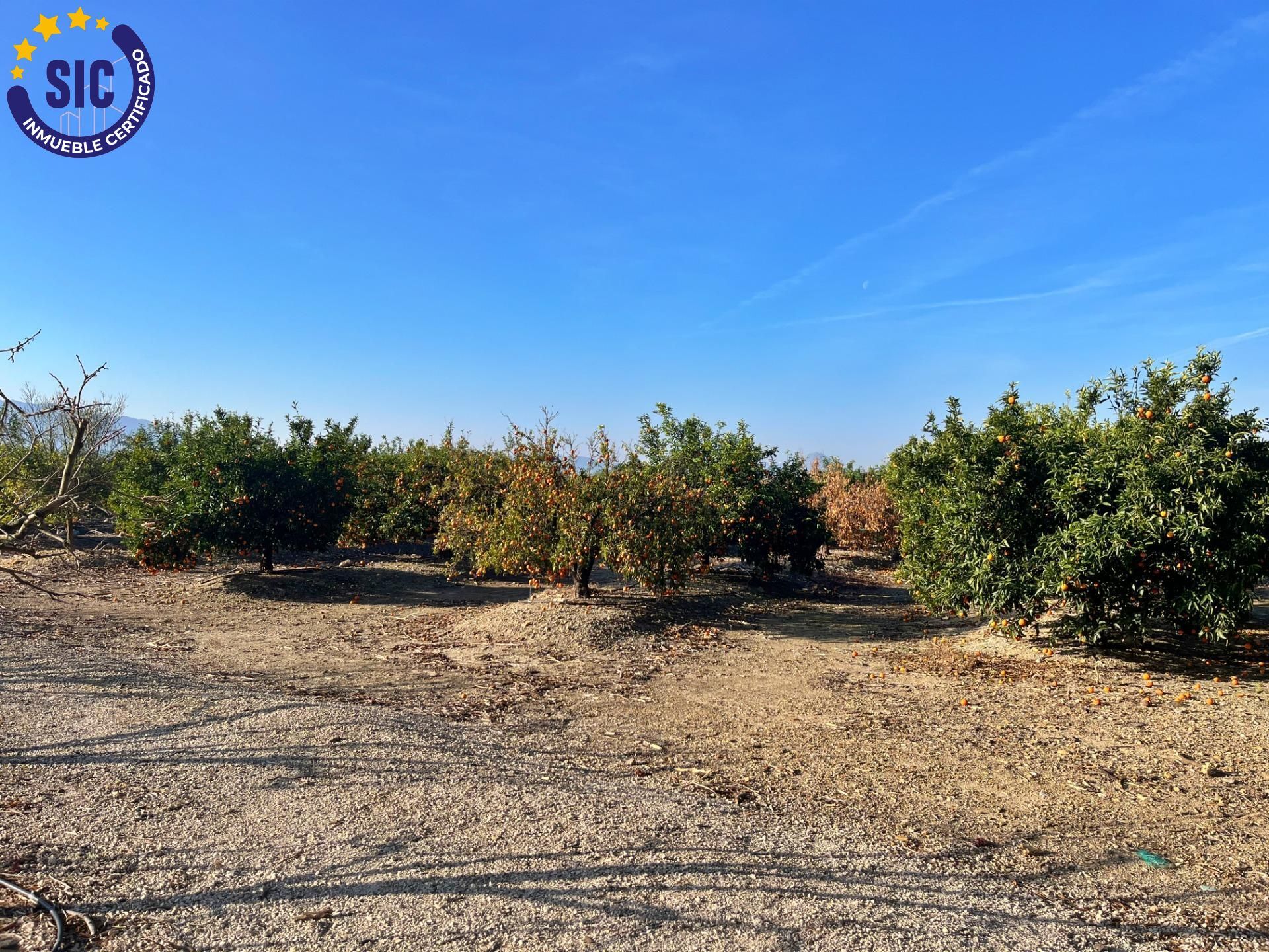 ¡Bienvenido al paraíso rural en Barxeta, Valencia! Parcela Rústica en Venta