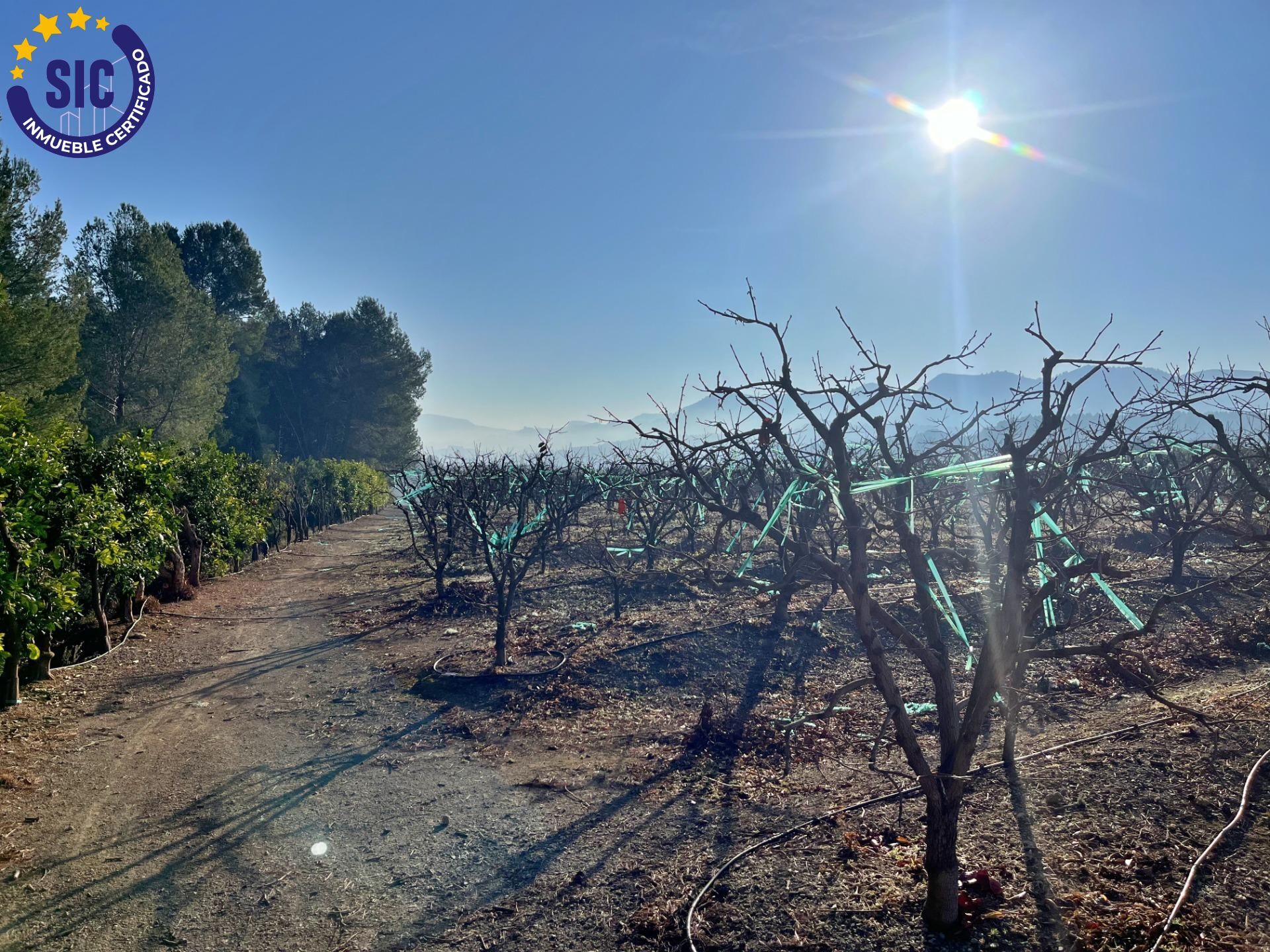 ¡Bienvenido al paraíso rural en Barxeta, Valencia! Parcela Rústica en Venta