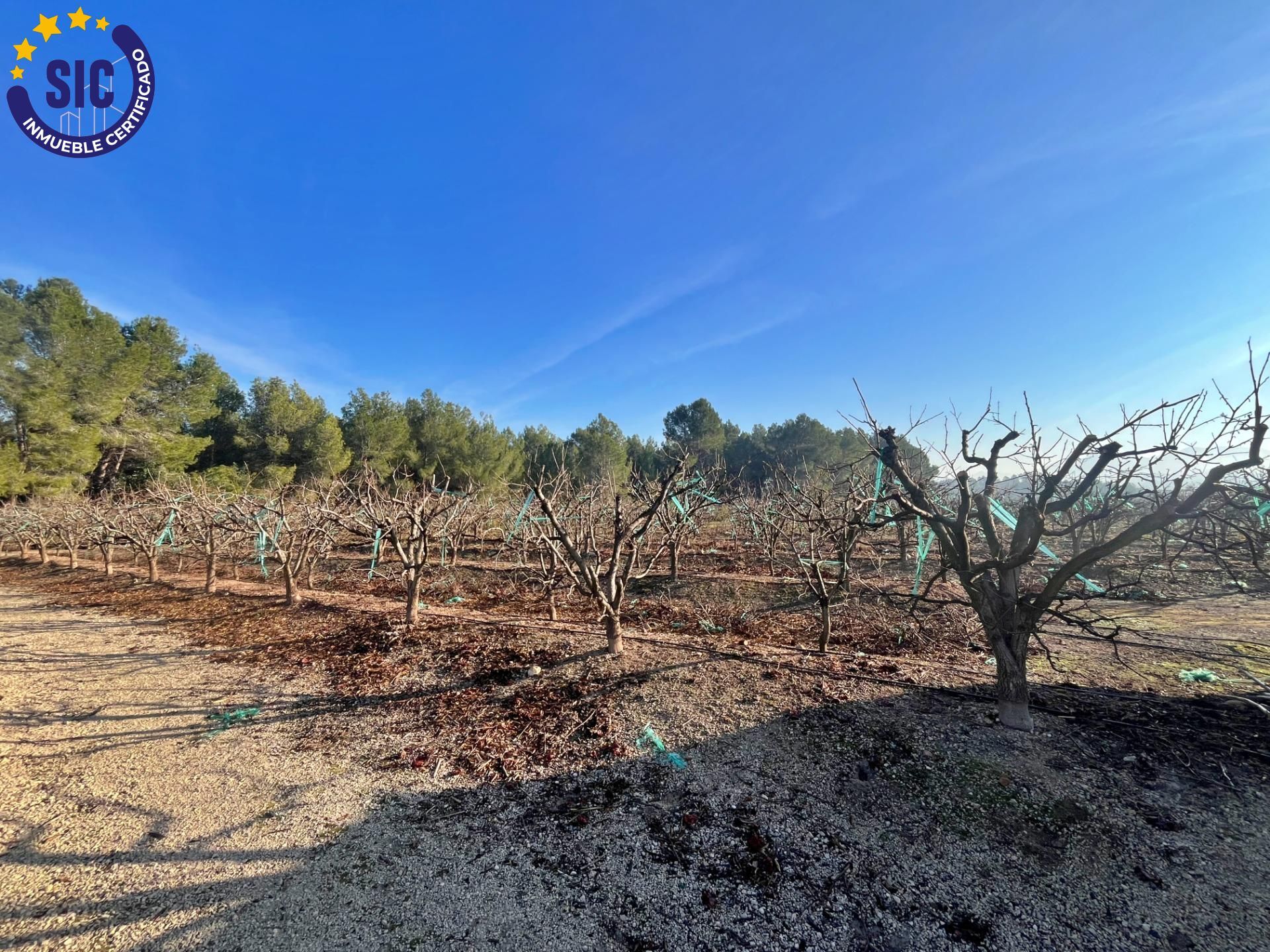 ¡Bienvenido al paraíso rural en Barxeta, Valencia! Parcela Rústica en Venta