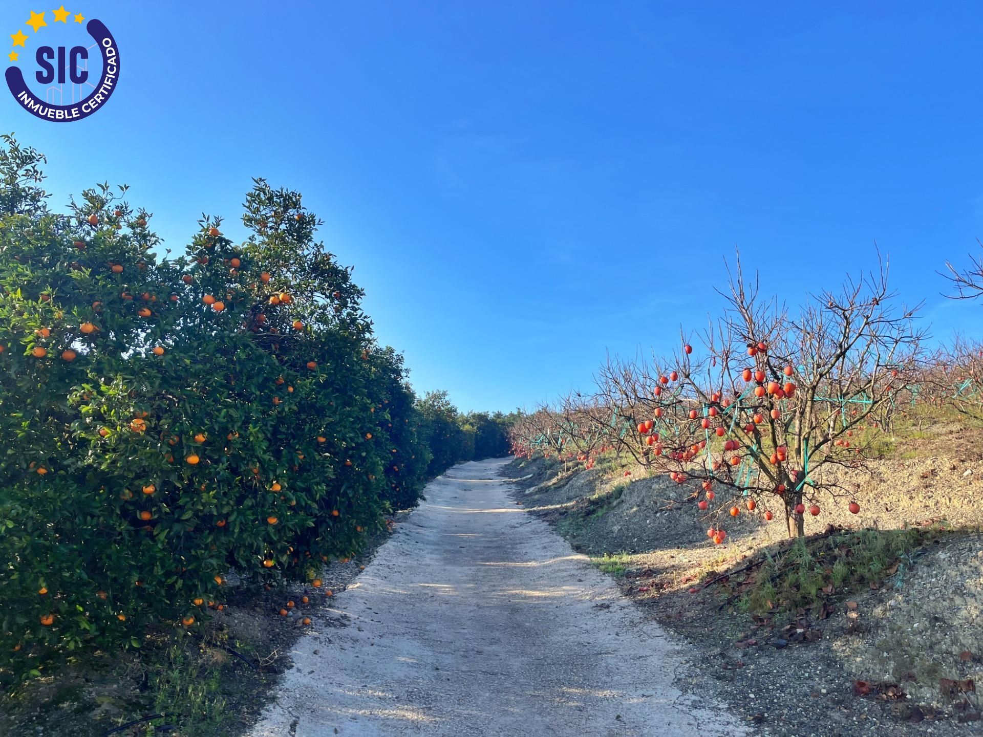 ¡Bienvenido al paraíso rural en Barxeta, Valencia! Parcela Rústica en Venta