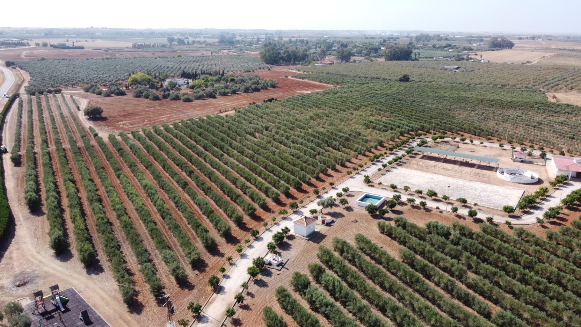 Pisos-Venta-Carmona-1976163-Foto-47