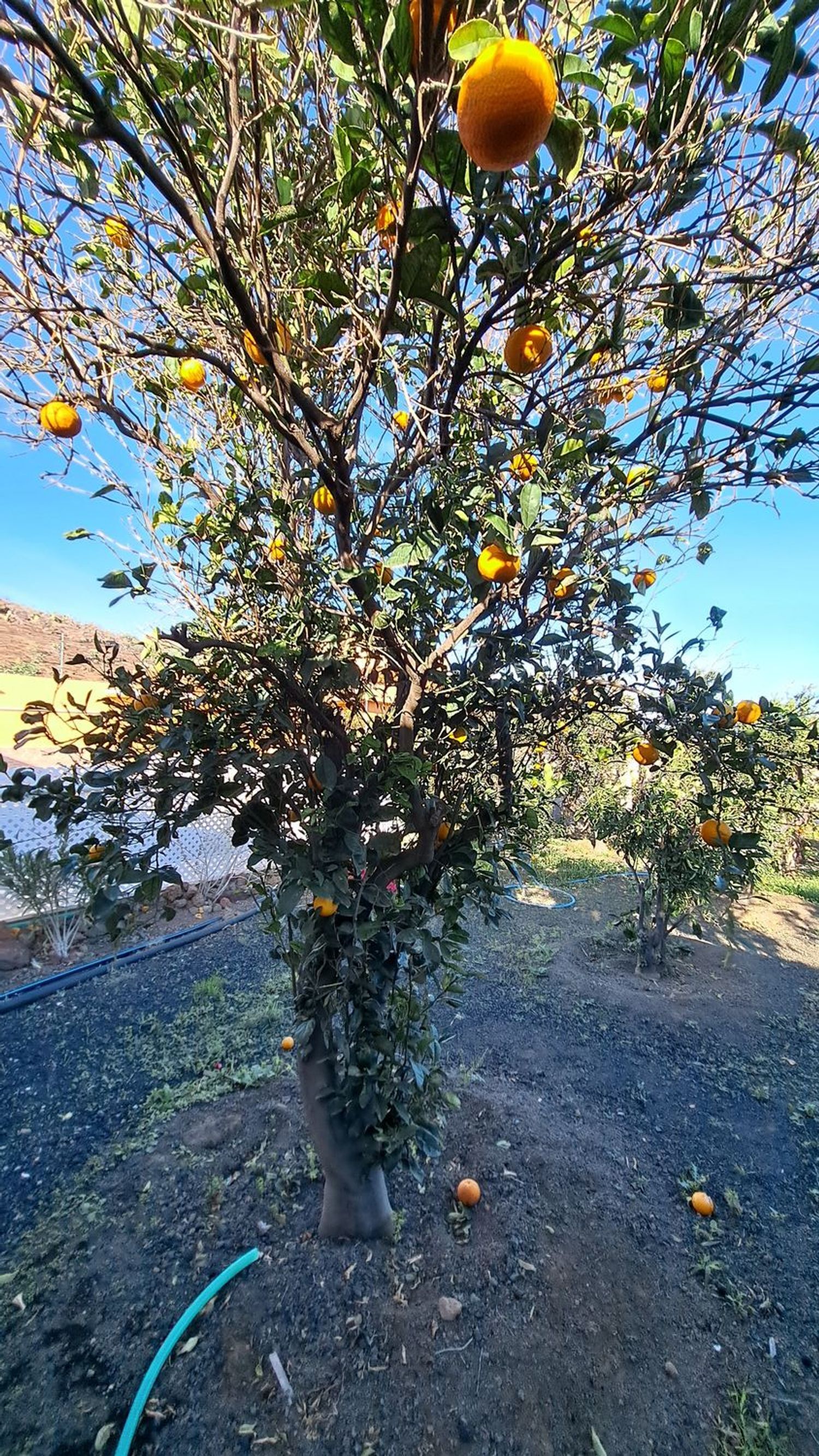 Casas o chalets-Venta-Ingenio-2032859-Foto-50