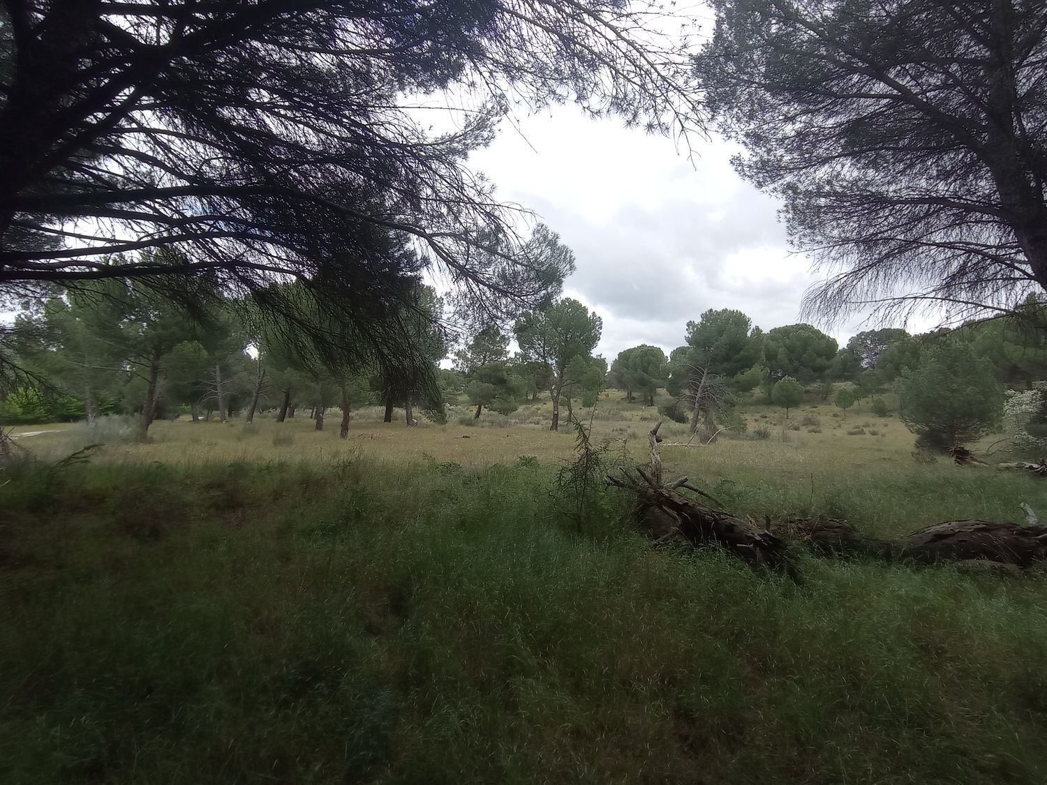 Fincas y solares-Venta-Matapozuelos-1743367-Foto-2