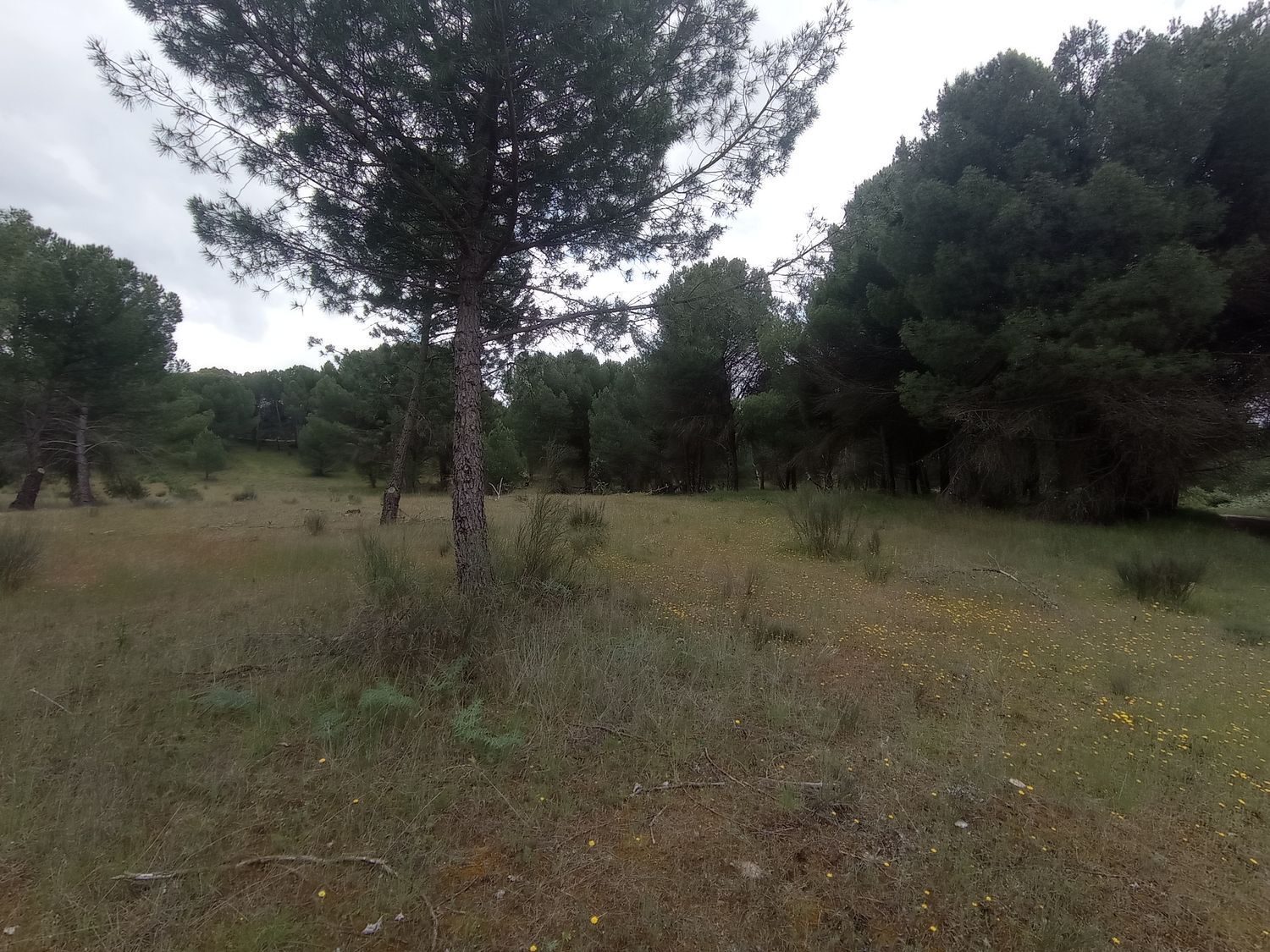 Fincas y solares-Venta-Matapozuelos-1743367-Foto-6