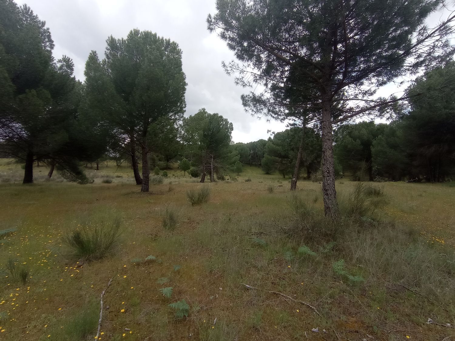 Fincas y solares-Venta-Matapozuelos-1743367-Foto-7