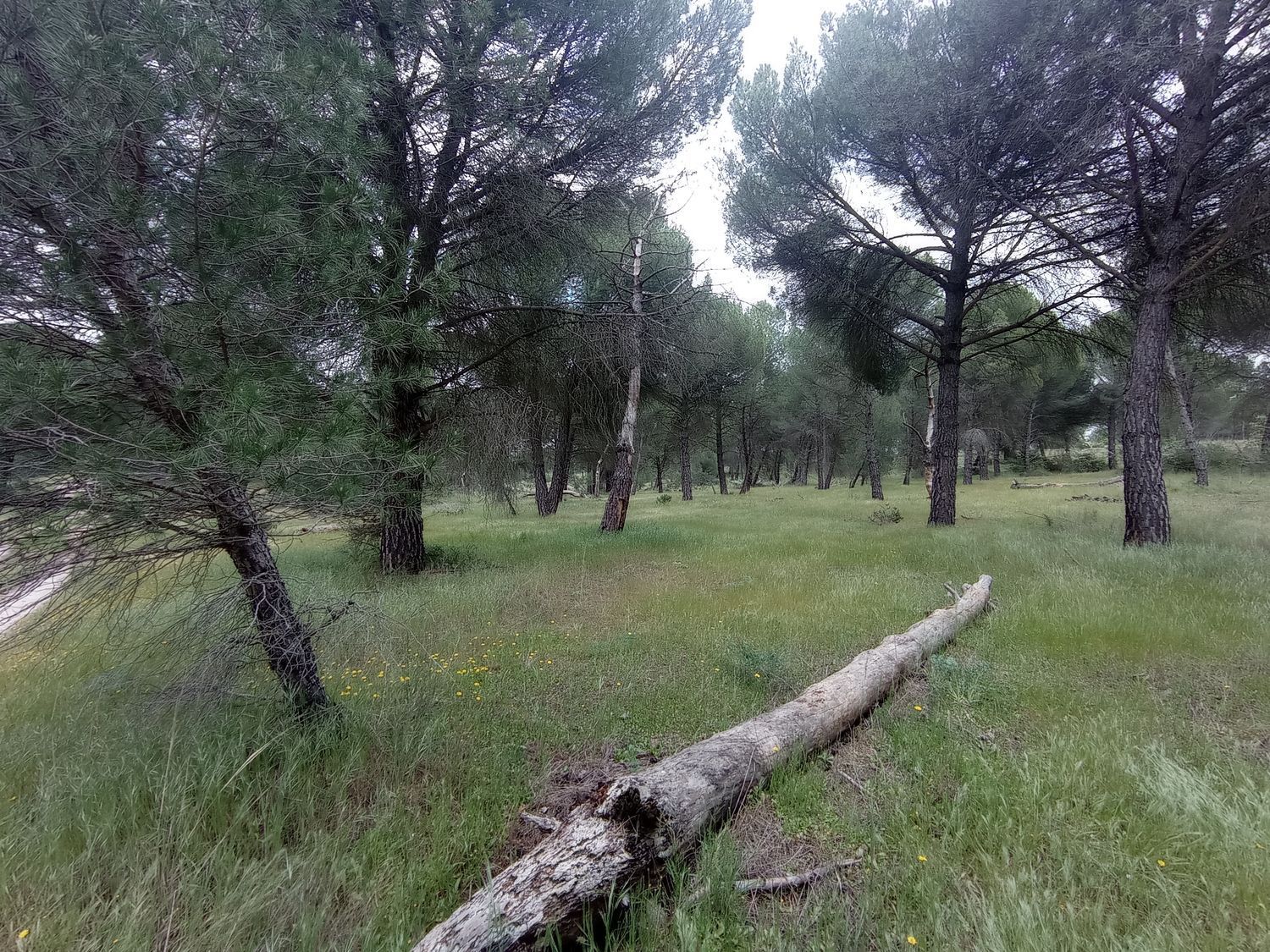 Fincas y solares-Venta-Matapozuelos-1743367-Foto-13