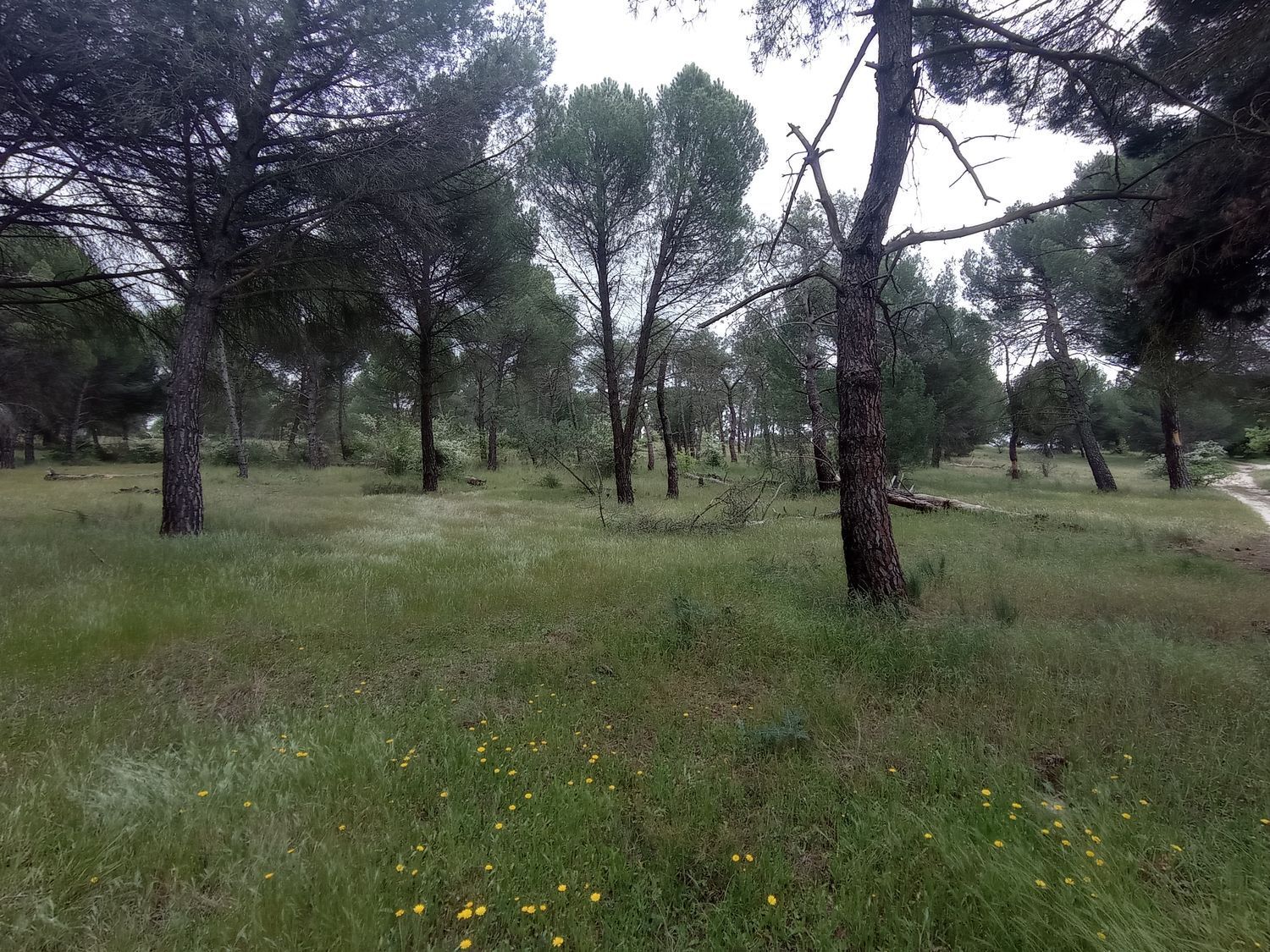 Fincas y solares-Venta-Matapozuelos-1743367-Foto-14