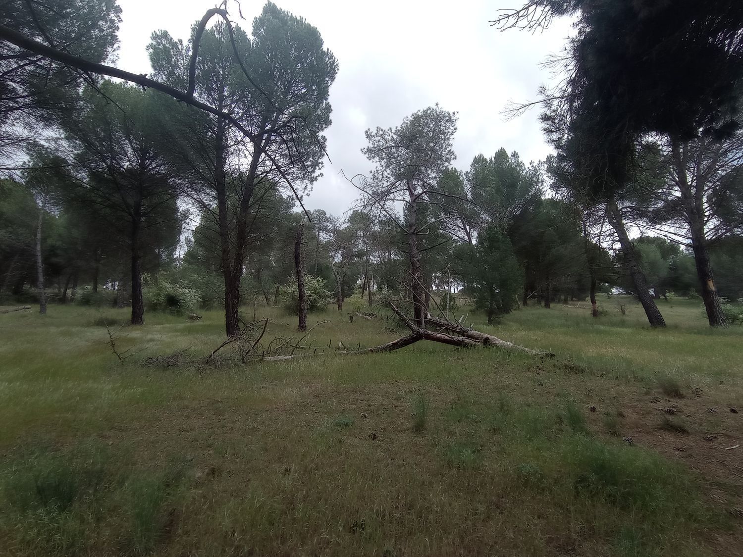 Fincas y solares-Venta-Matapozuelos-1743367-Foto-16