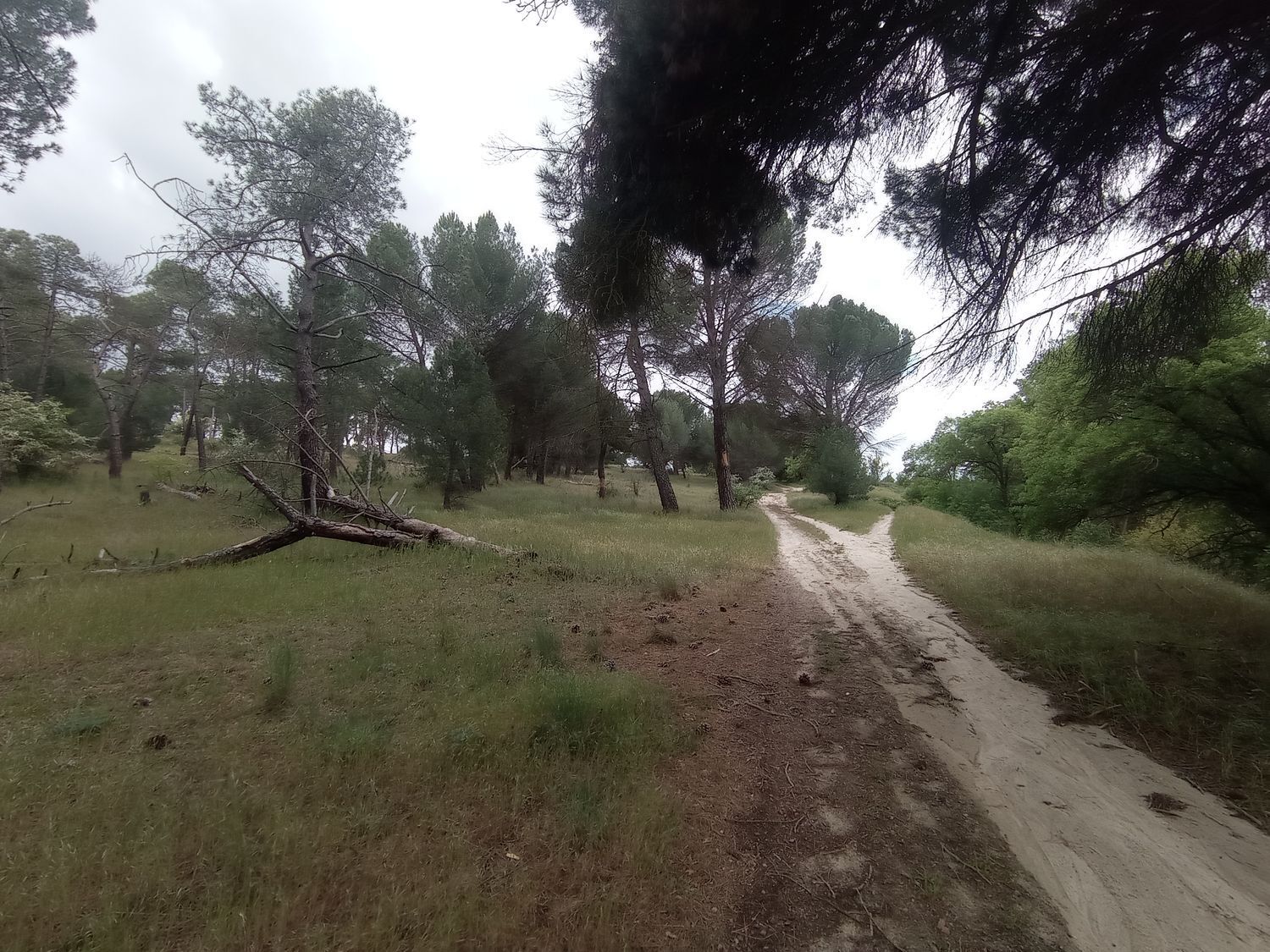 Fincas y solares-Venta-Matapozuelos-1743367-Foto-15