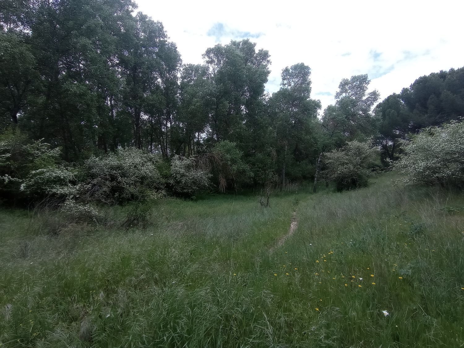 Fincas y solares-Venta-Matapozuelos-1743367-Foto-23