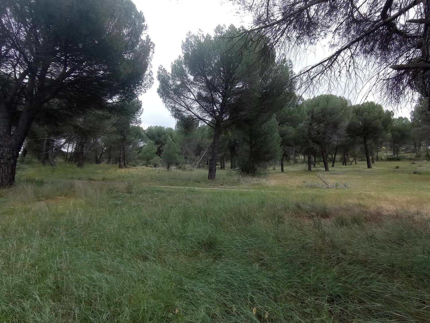 Fincas y solares-Venta-Matapozuelos-1743367-Foto-22