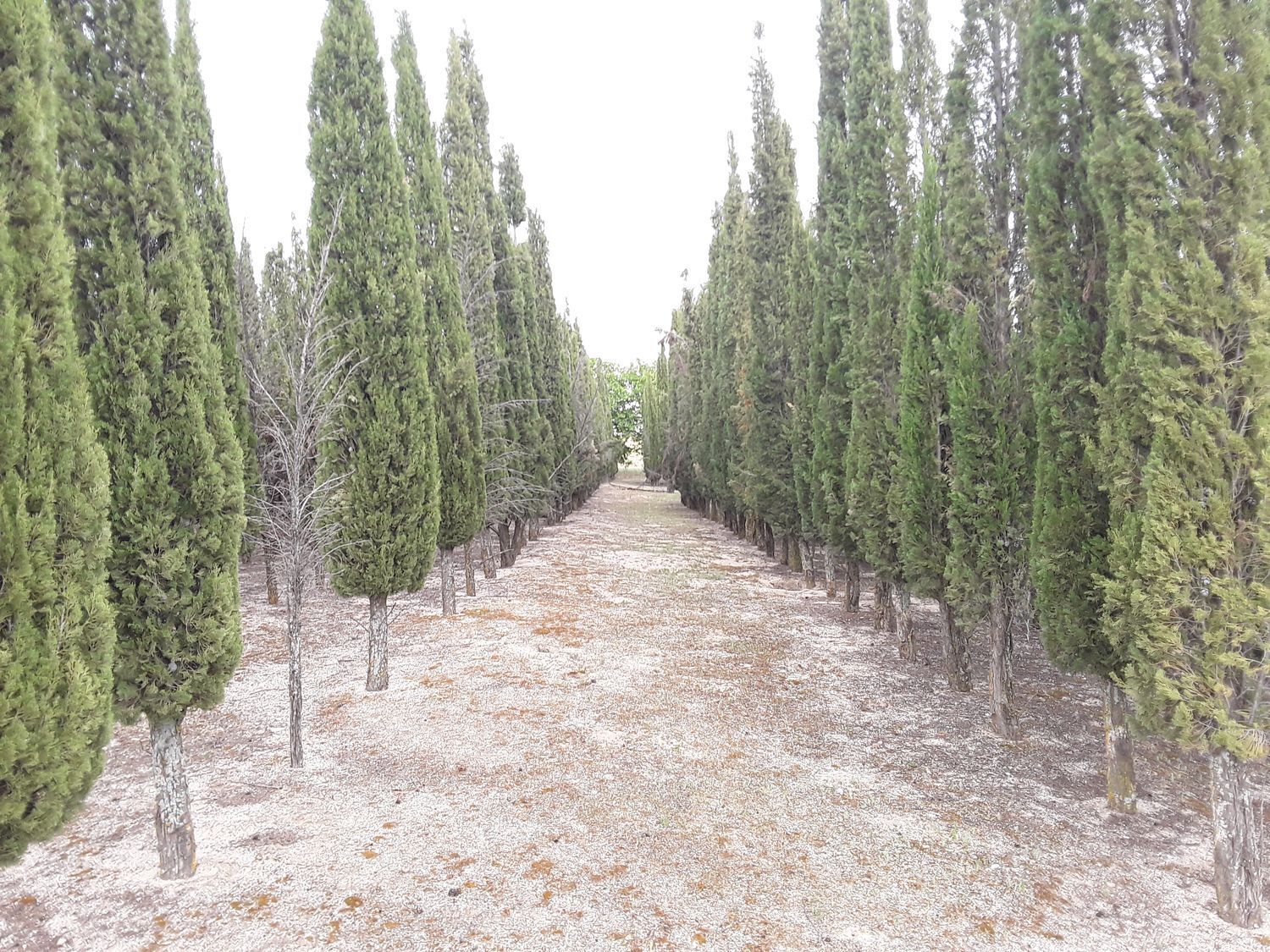 Fincas y solares-Venta-Moraleja de Enmedio-826791-Foto-19