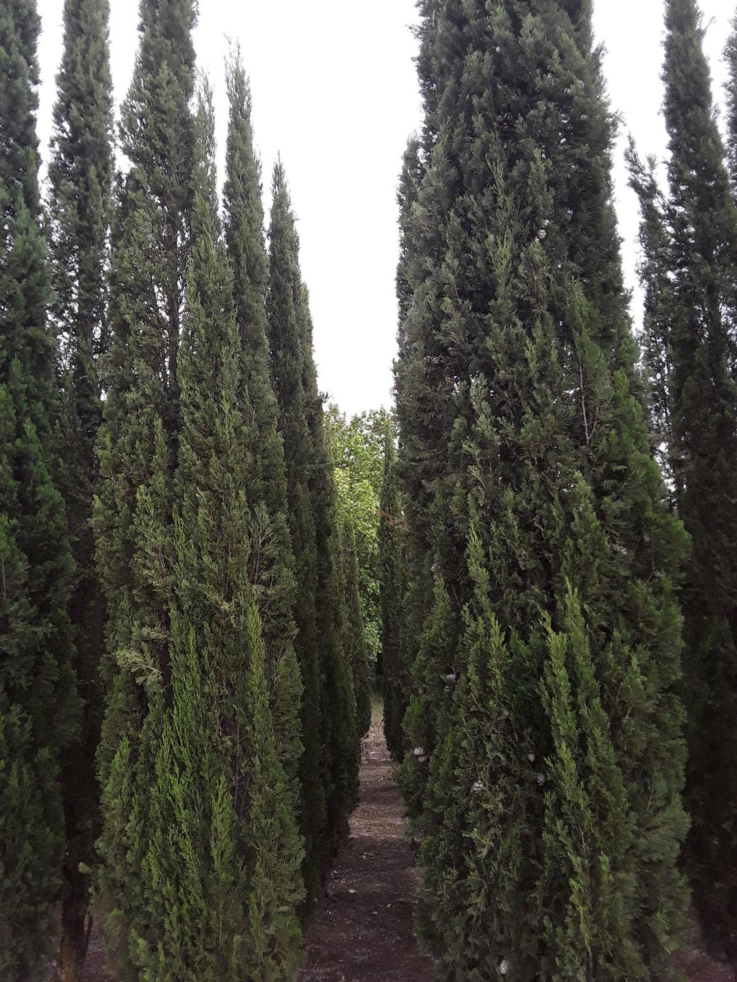 Fincas y solares-Venta-Moraleja de Enmedio-826791-Foto-22