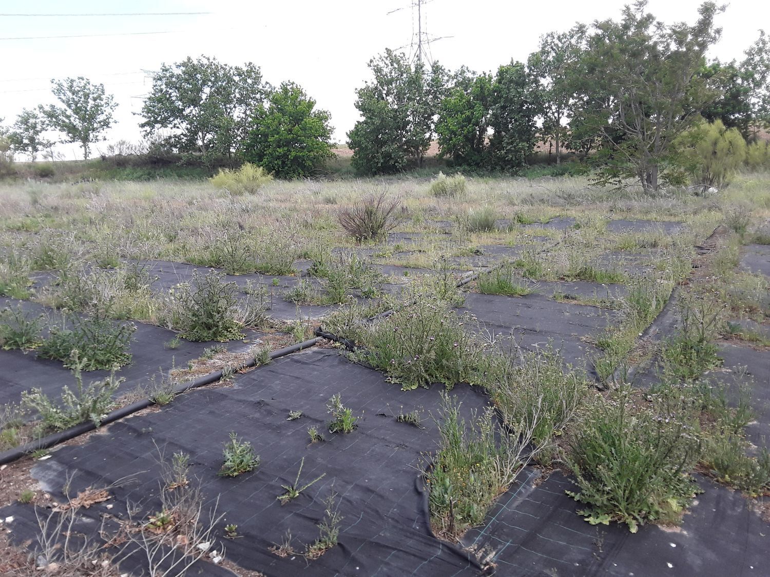 Fincas y solares-Venta-Moraleja de Enmedio-826791-Foto-30