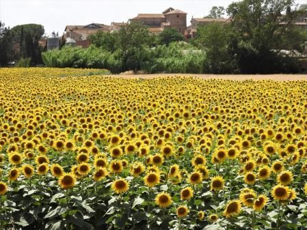 Fincas y solares en Albons